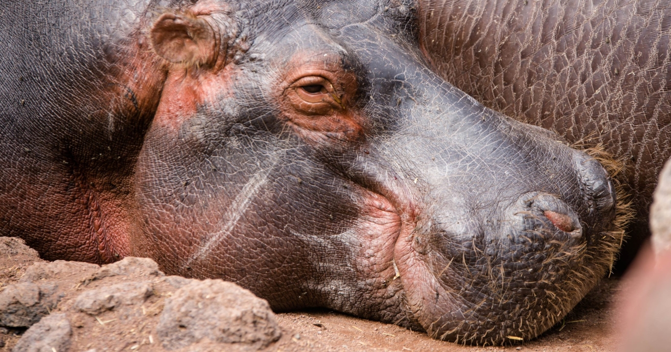 La Crème Solaire Naturelle des Hippopotames : Une Merveille de l'Évolution