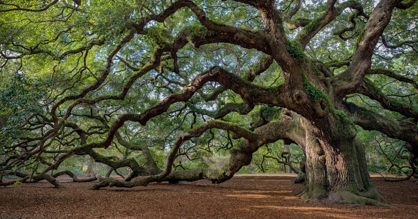 Les arbres communiquent entre eux via un réseau souterrain de champignons