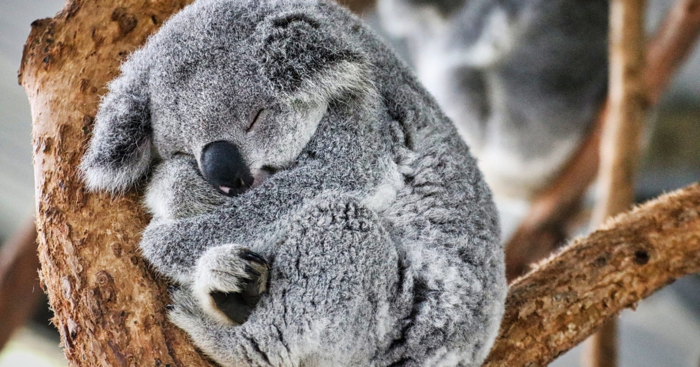 5 Choses Surprenantes sur les Koalas que Vous Ignorez Probablement