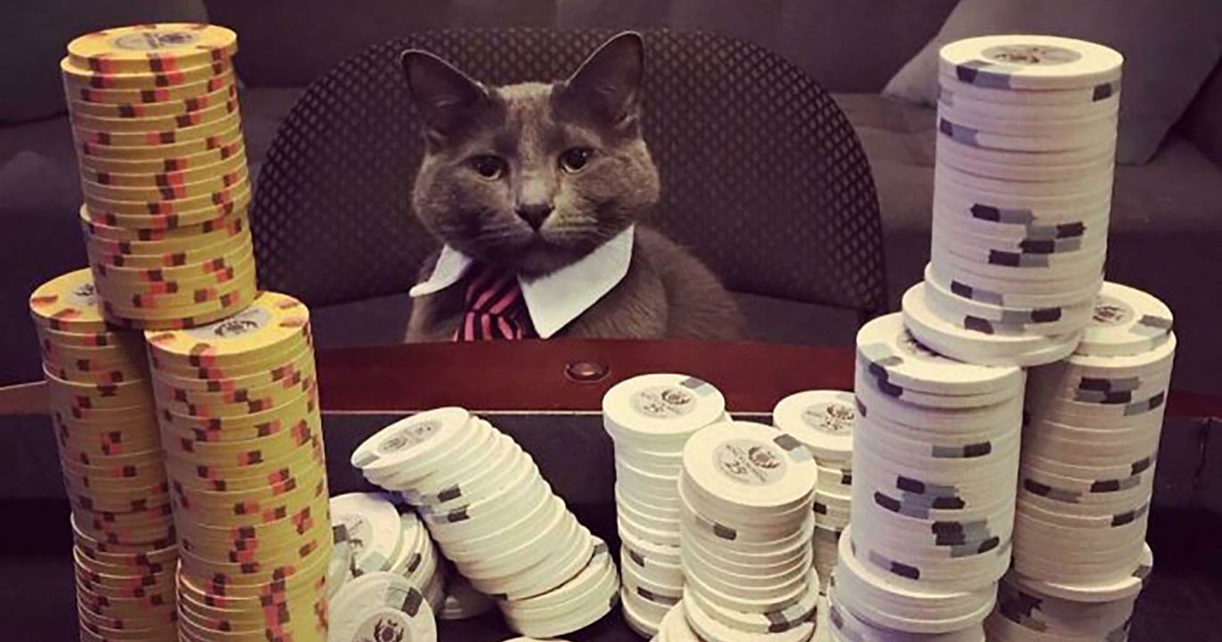 8 Chats d'Affaires Dans Leurs Plus Beaux Costumes de Soirée