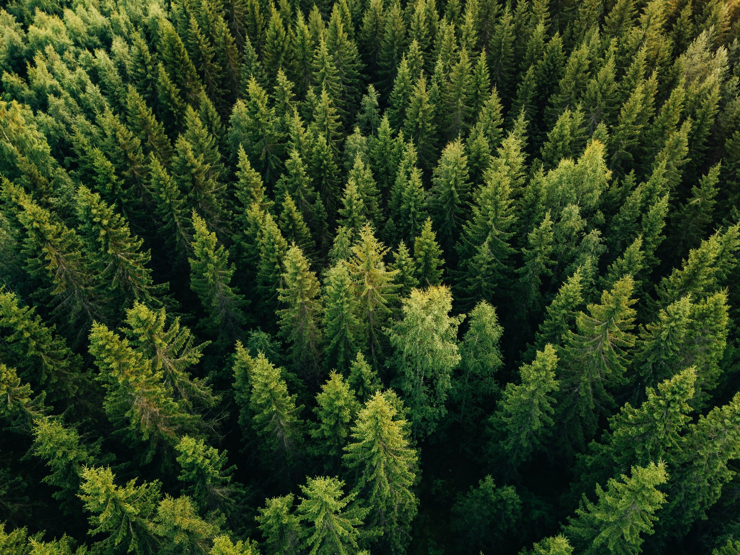 Le bois, la star cachée de notre planète