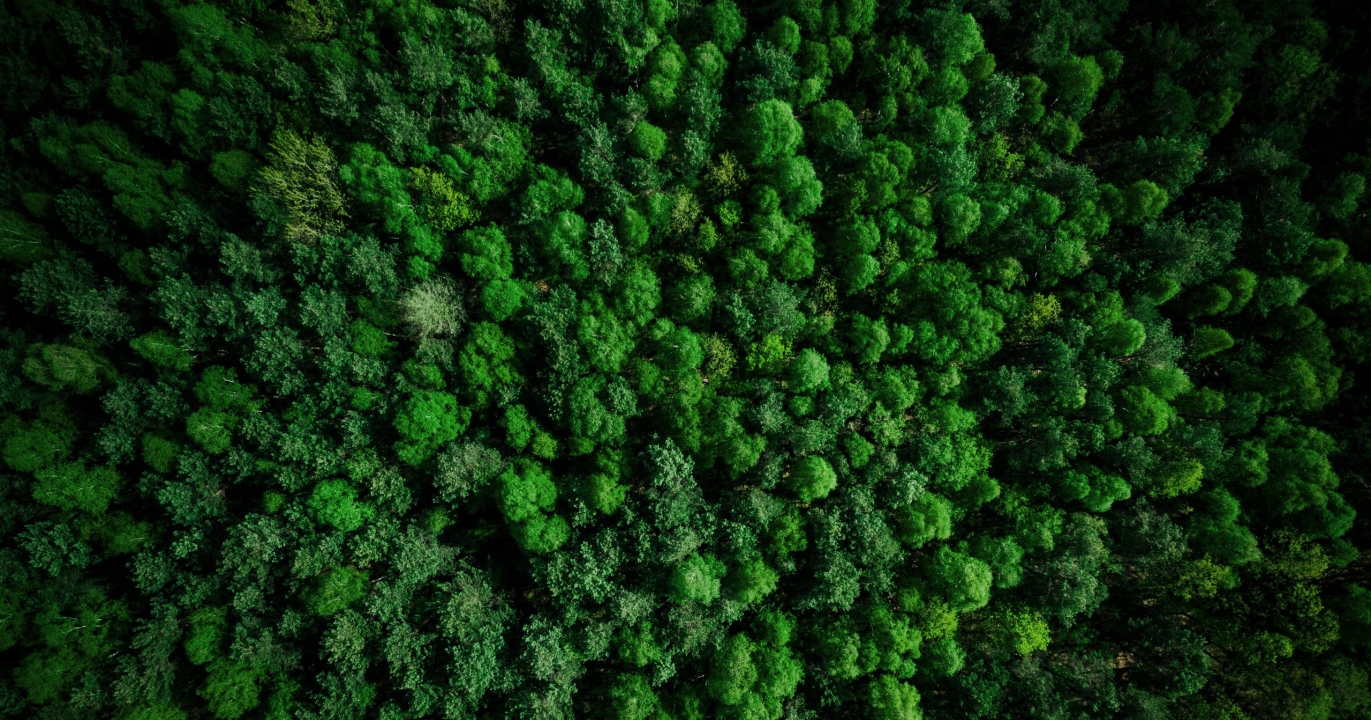 Le bois : le matériau le plus rare de l’univers, bien plus précieux que le diamant !