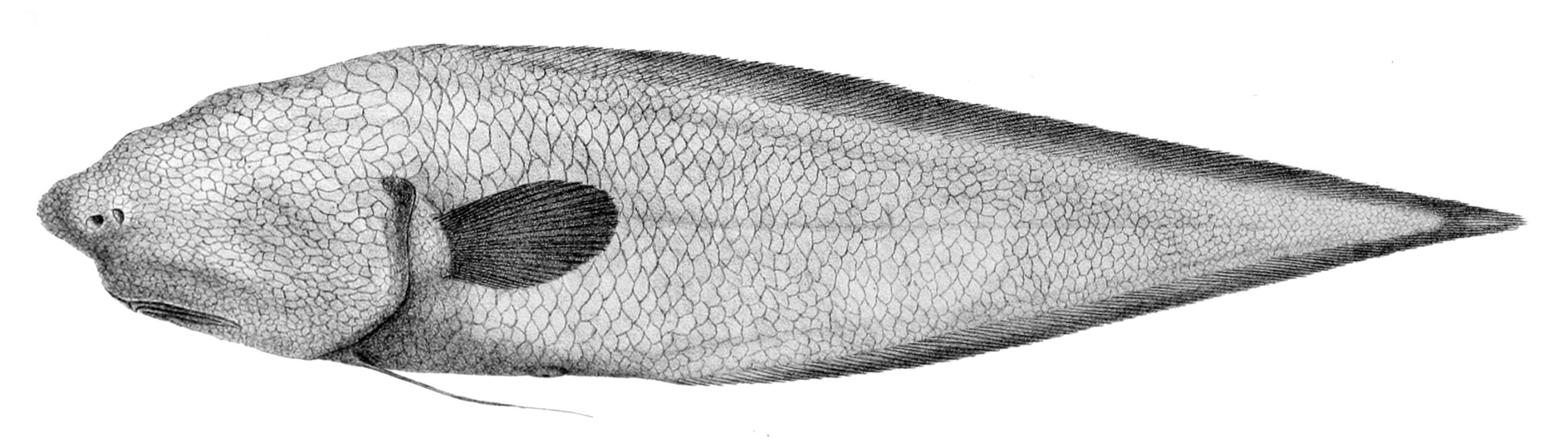 Un Animal Sans Yeux, Sans Bouche… et Sans Visage Apparent