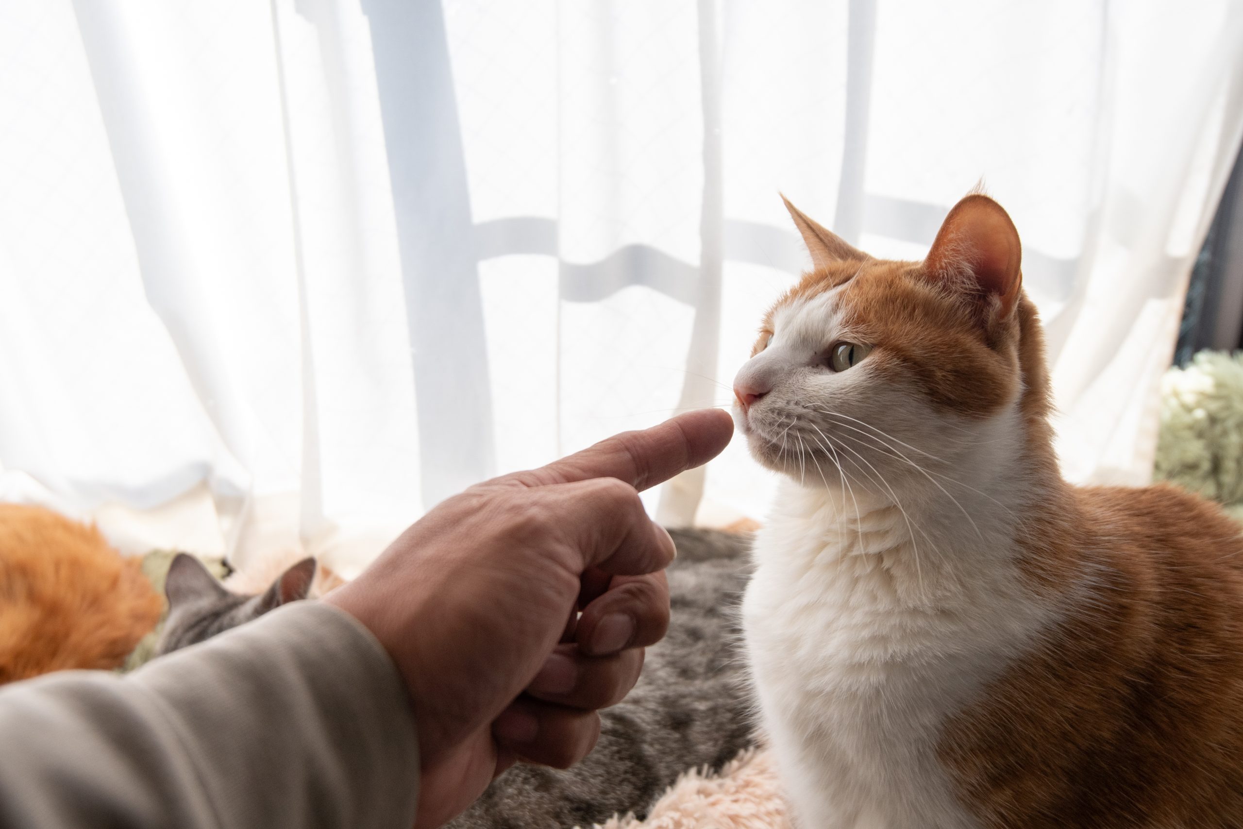 Pourquoi les chats adaptent-ils leur comportement olfactif ?