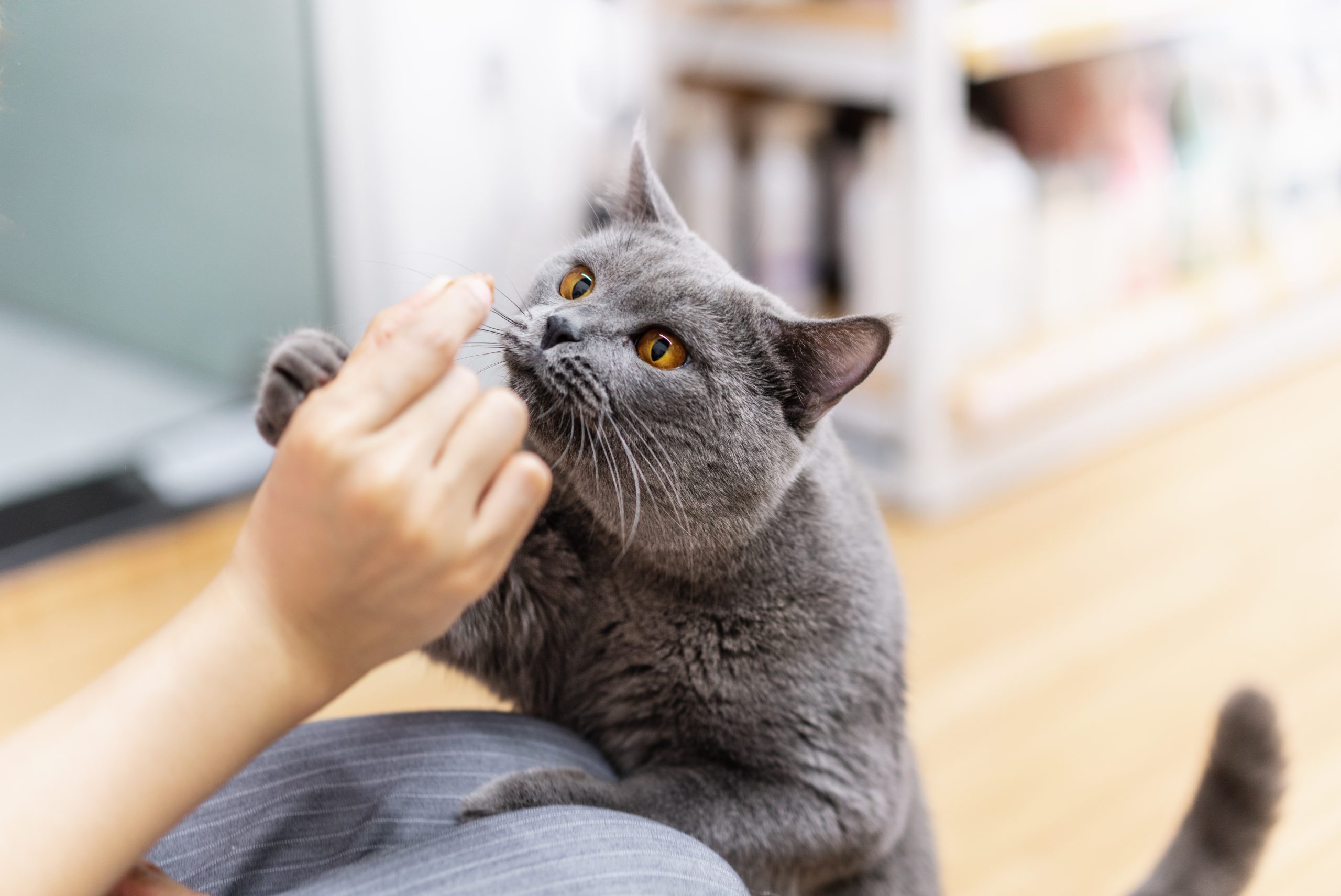 Comment les chats perçoivent-ils nos odeurs ?
