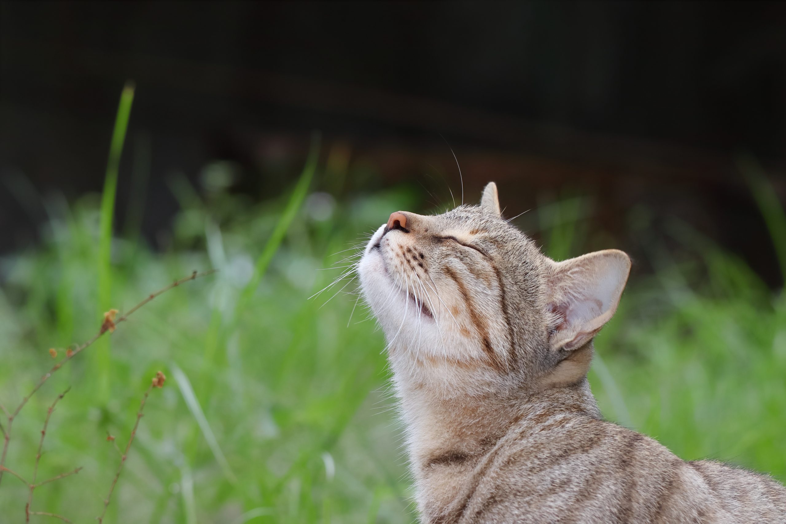 Les chats, de véritables détectives olfactifs