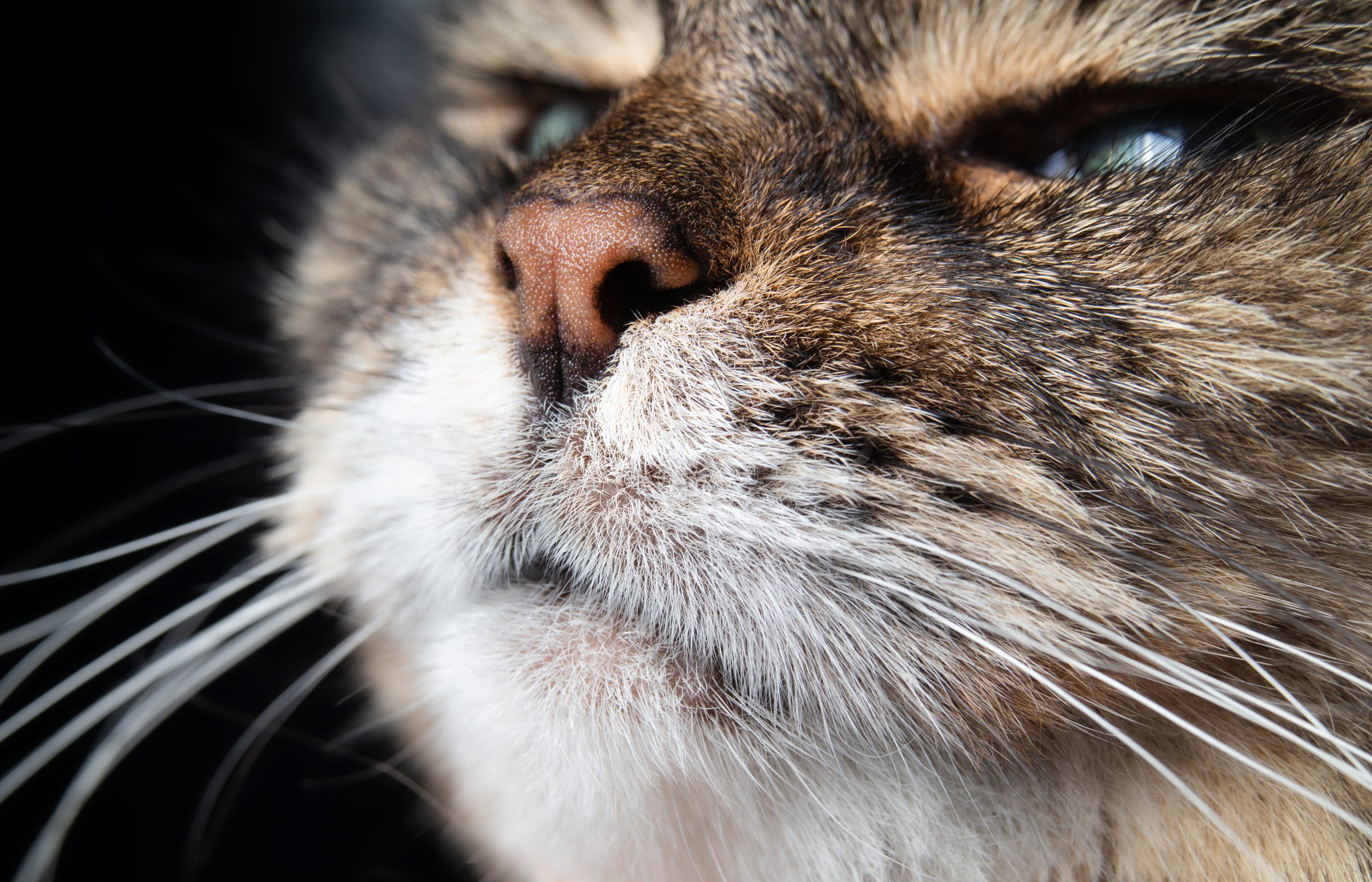 Le pouvoir olfactif des chats : un sens bien plus développé qu’on ne le pense