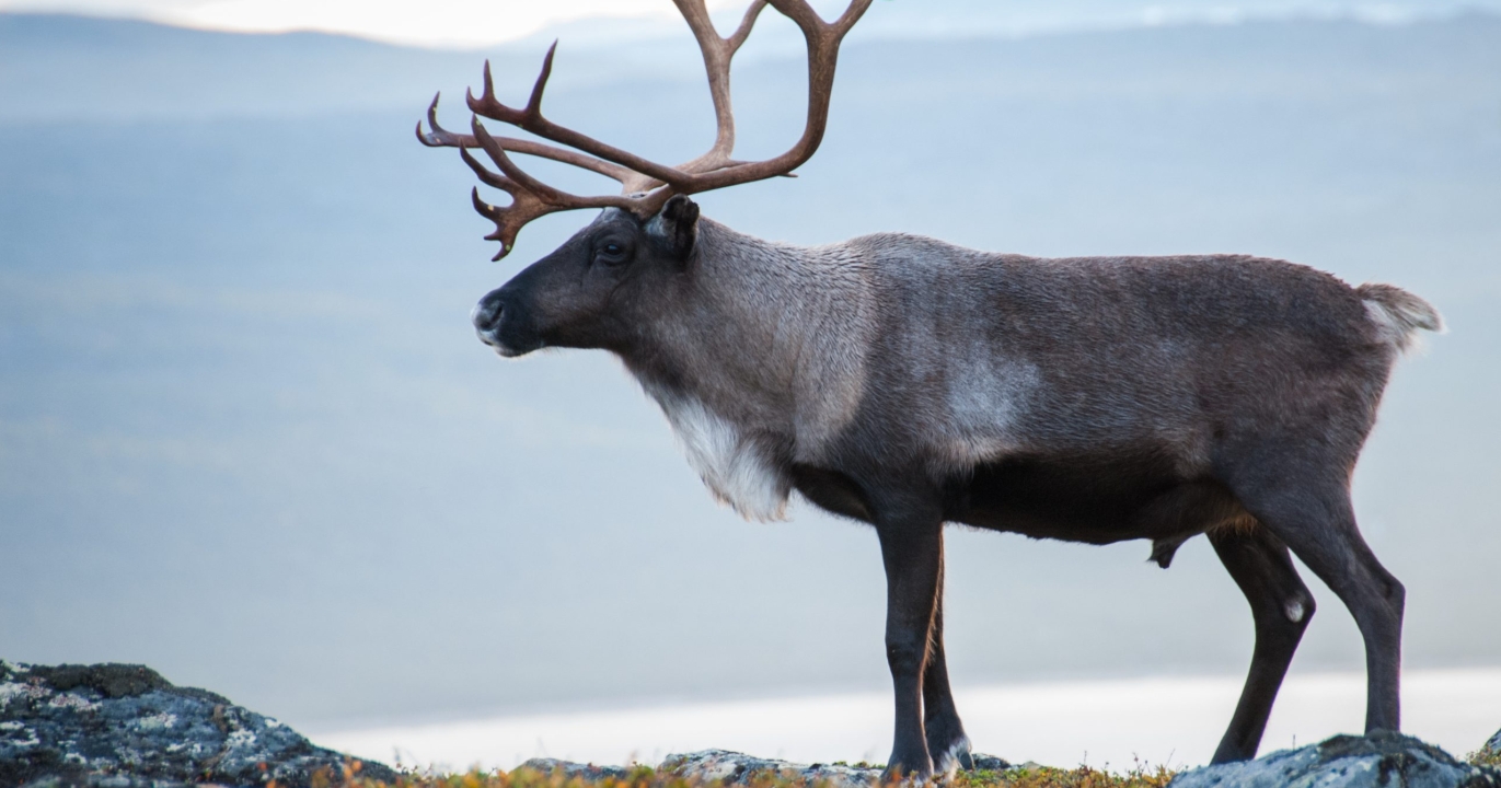 Le secret polaire du regard : pourquoi le renne défie la nature en changeant la couleur de ses yeux