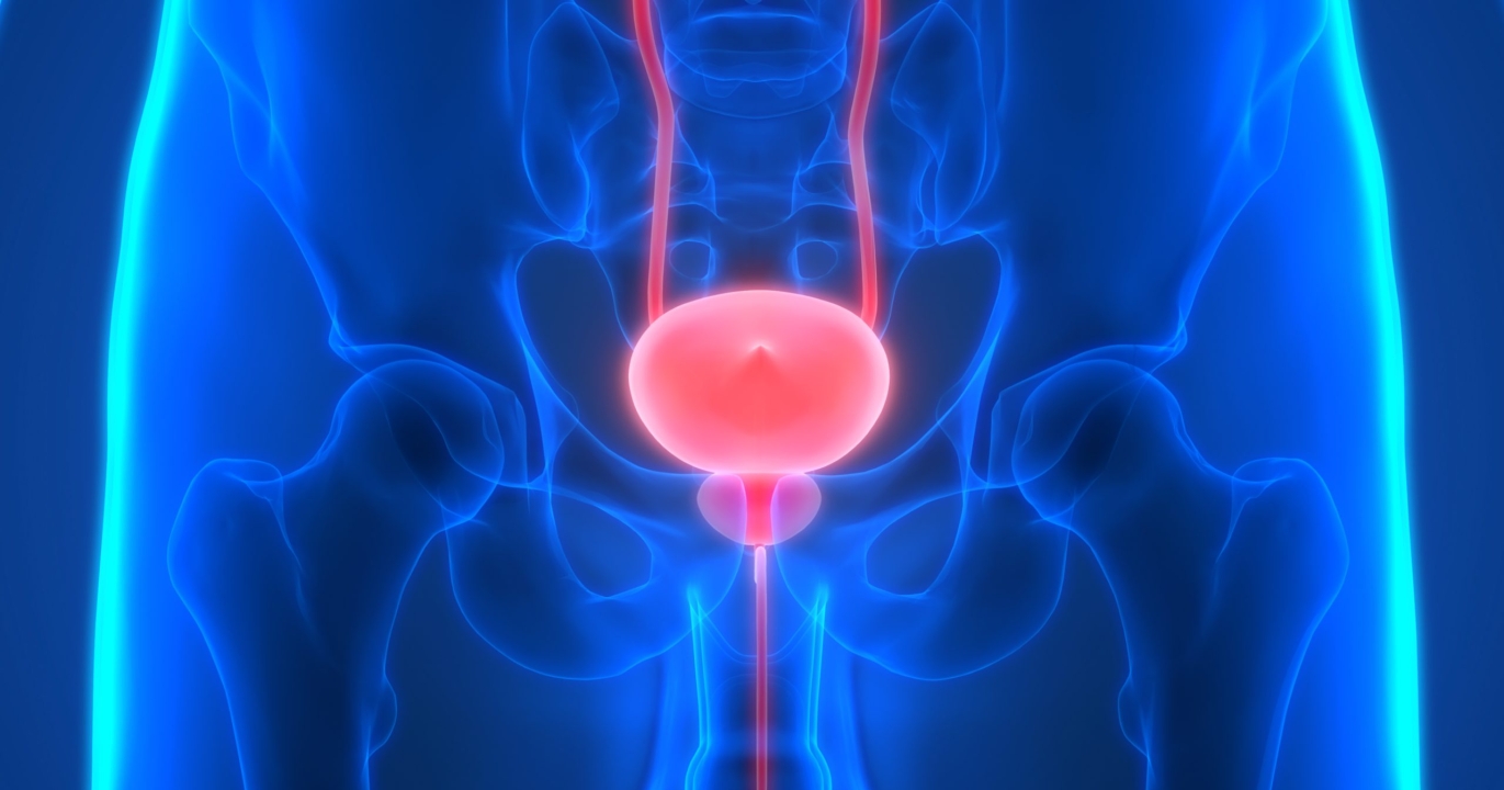 La règle des 21 secondes : ce que votre vessie révèle vraiment sur votre santé