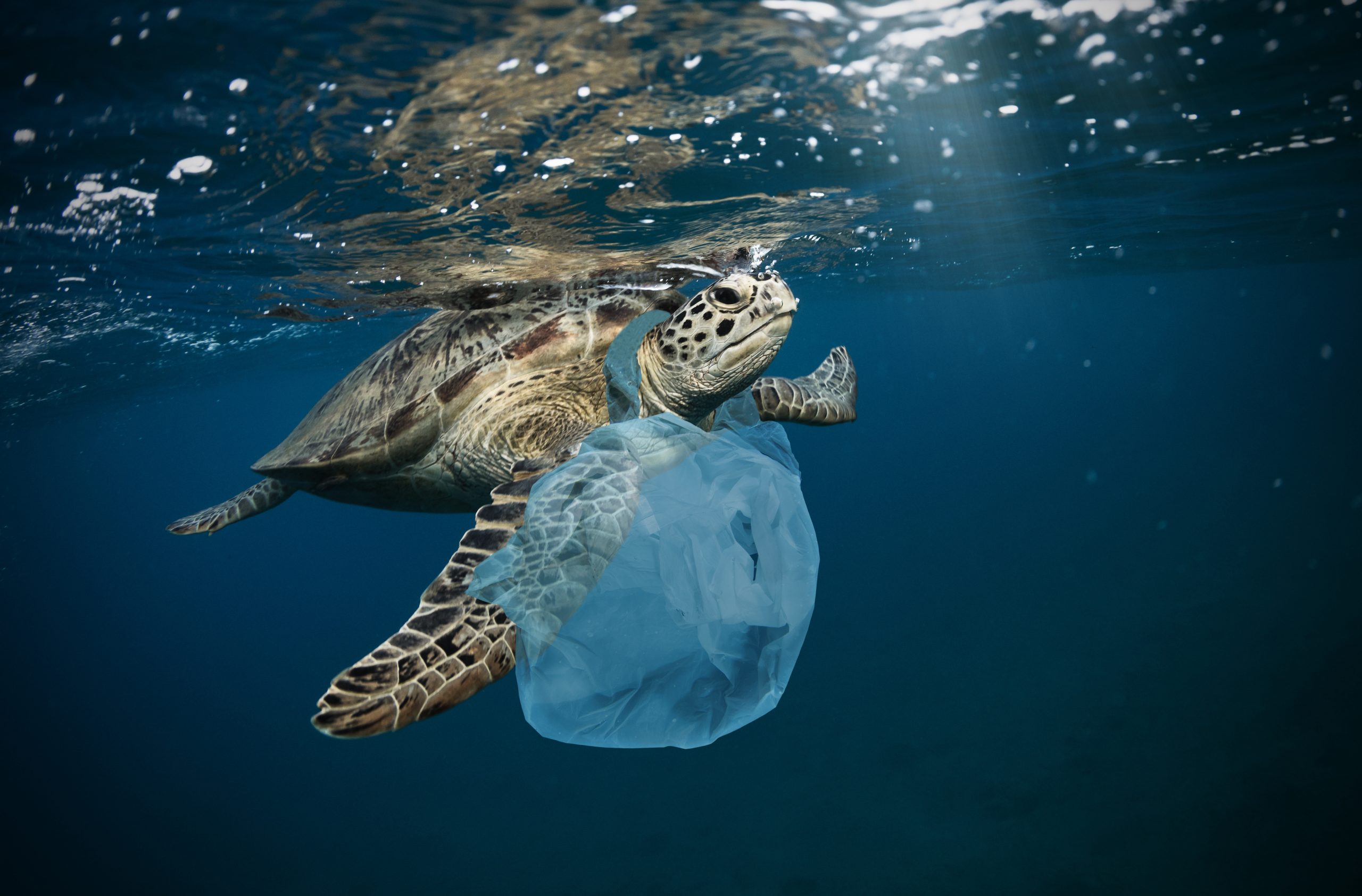 L’ère discrète des bioplastiques : naissance, oubli, résurrection