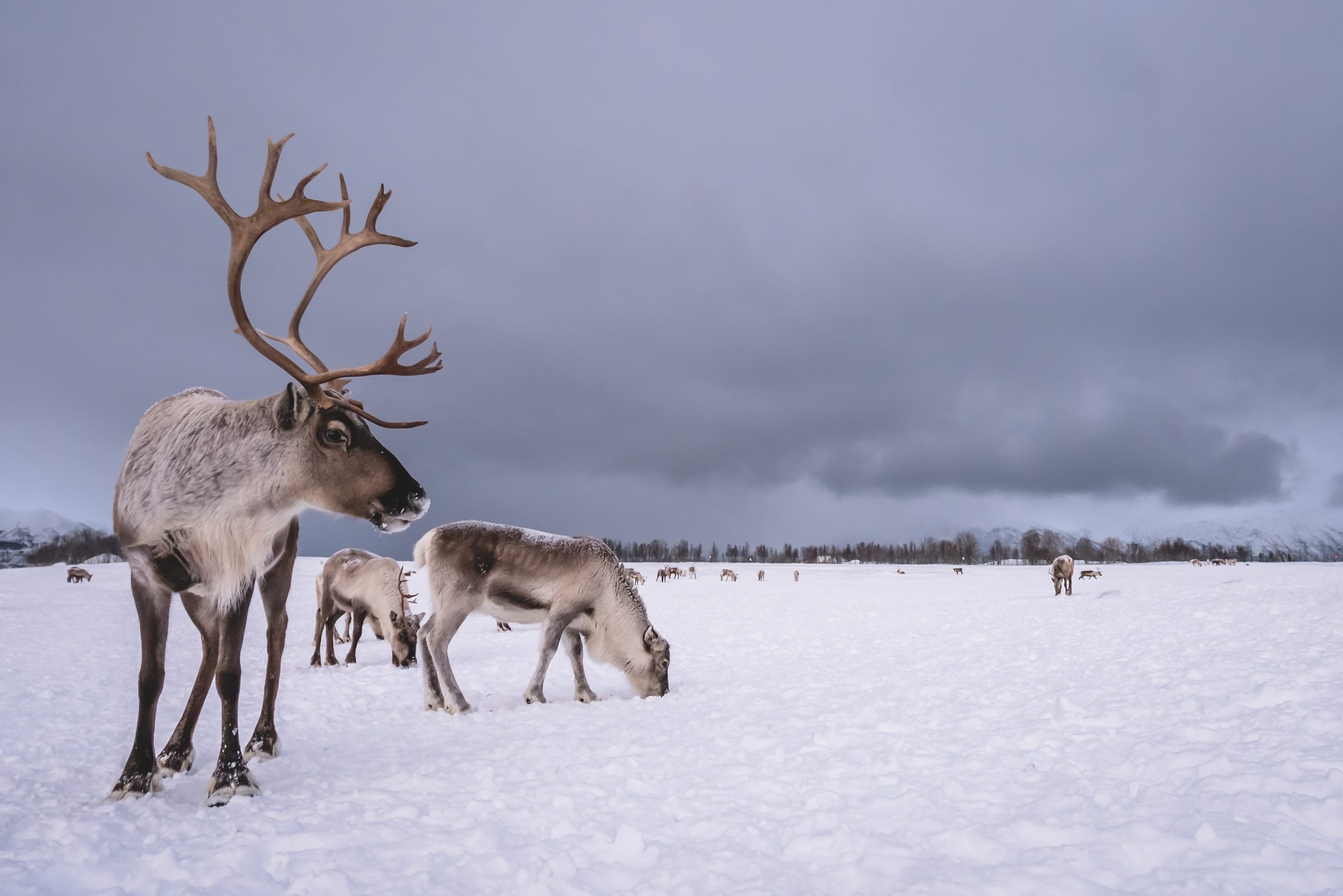 L’œil du renne : un chef-d’œuvre évolutif au cœur de l’Arctique