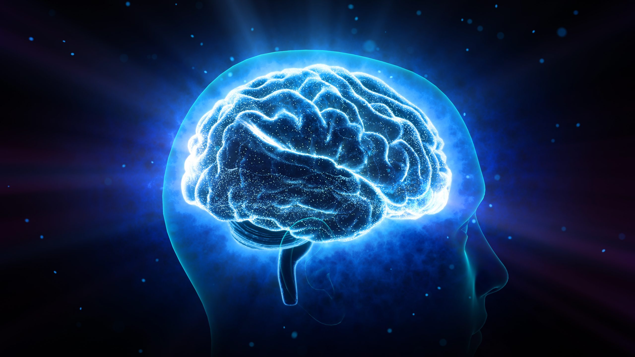 Le cerveau affamé, le cerveau éveillé : quand la faim devient force