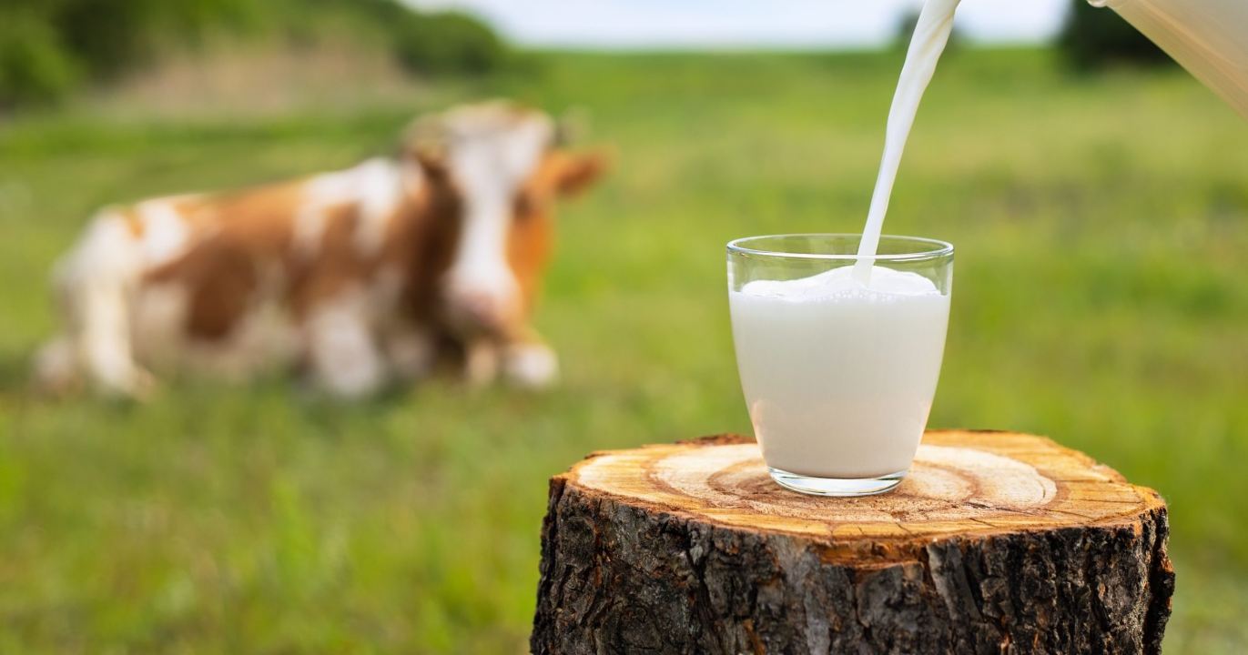 Le lait hydrate-t-il mieux que l’eau ? Analyse d’une croyance à nuancer