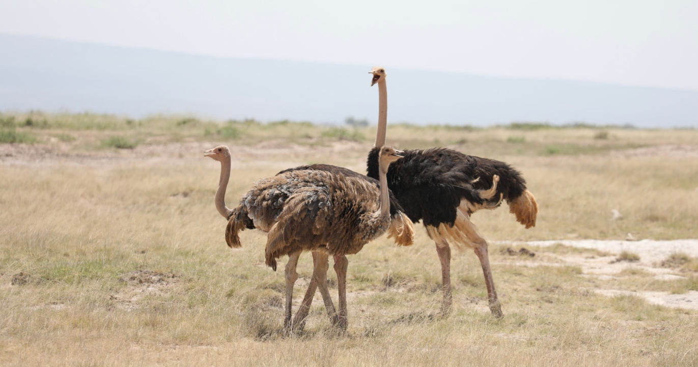 Saviez-vous qu&#039;un mythe prétend que les autruches sont les oiseaux les plus rapides du monde ?