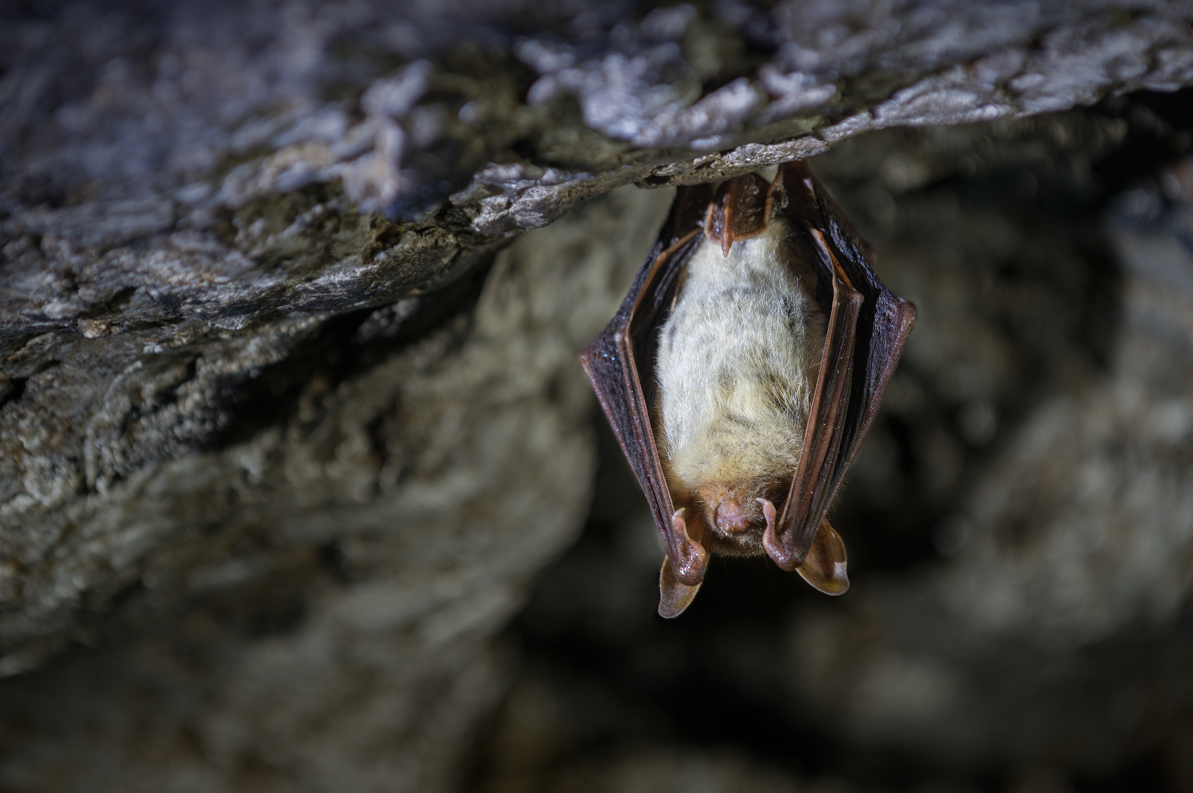 Chauve-souris et humains : entre bienfaits écologiques, dangers cachés et arrangements paradoxaux