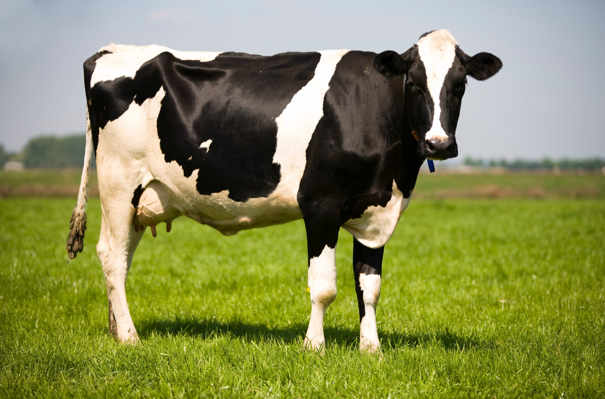 Les preuves scientifiques de l'amitié bovine