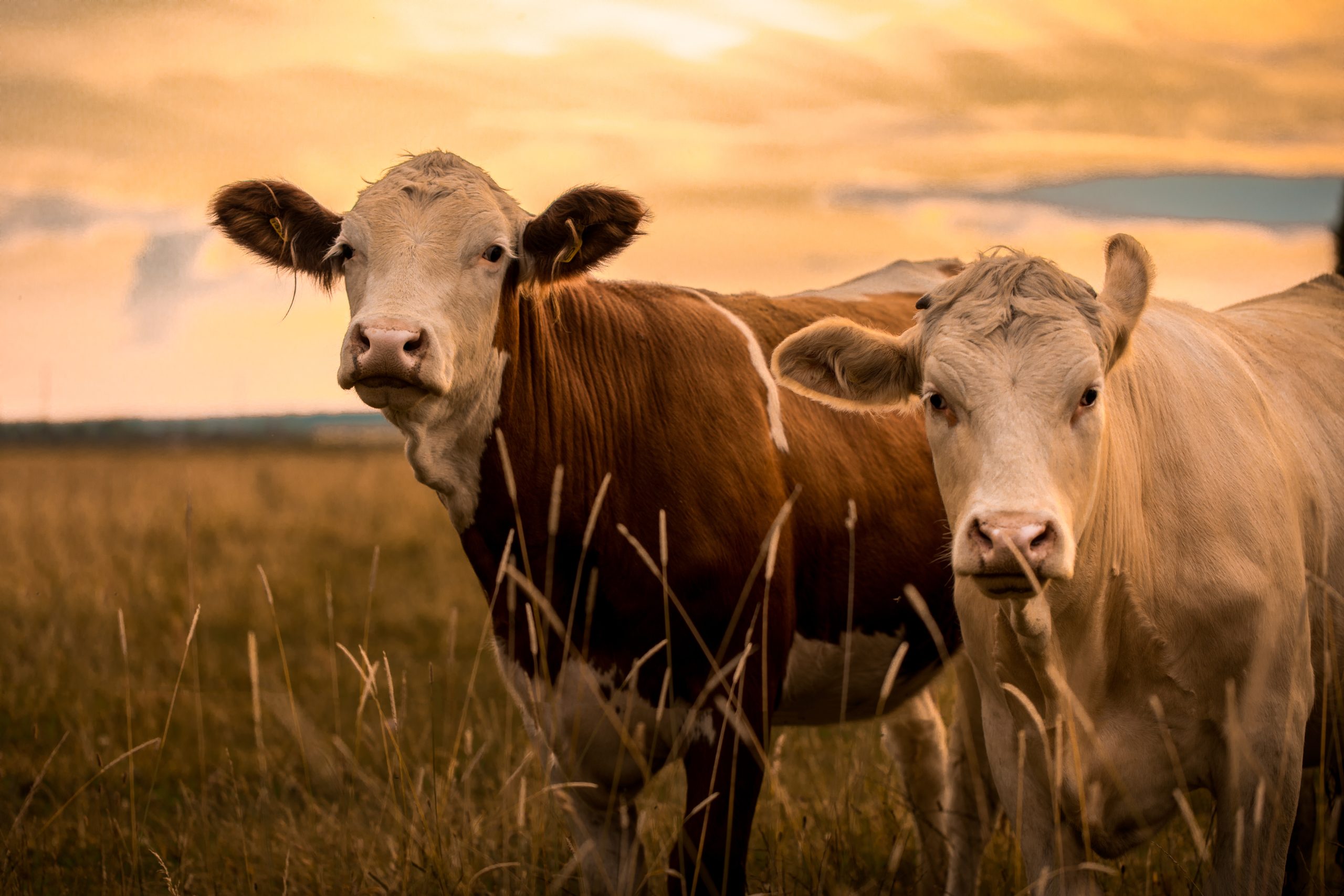 Implications pour l'élevage et le bien-être animal