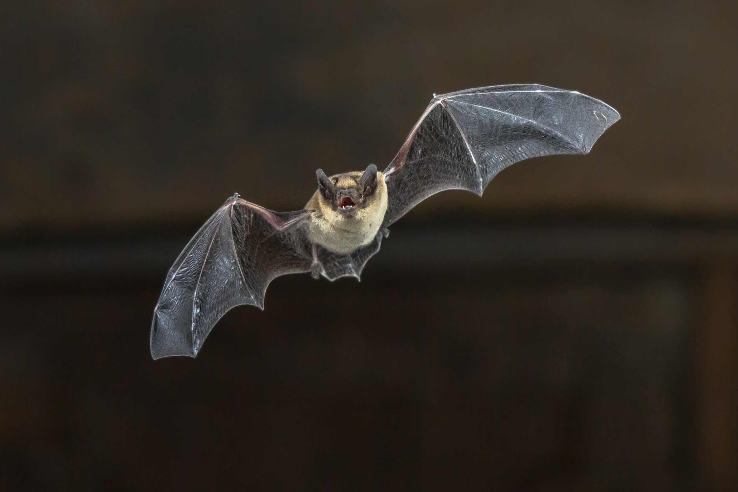 L’école, la chauve-souris et le reste du monde : une conclusion pragmatique