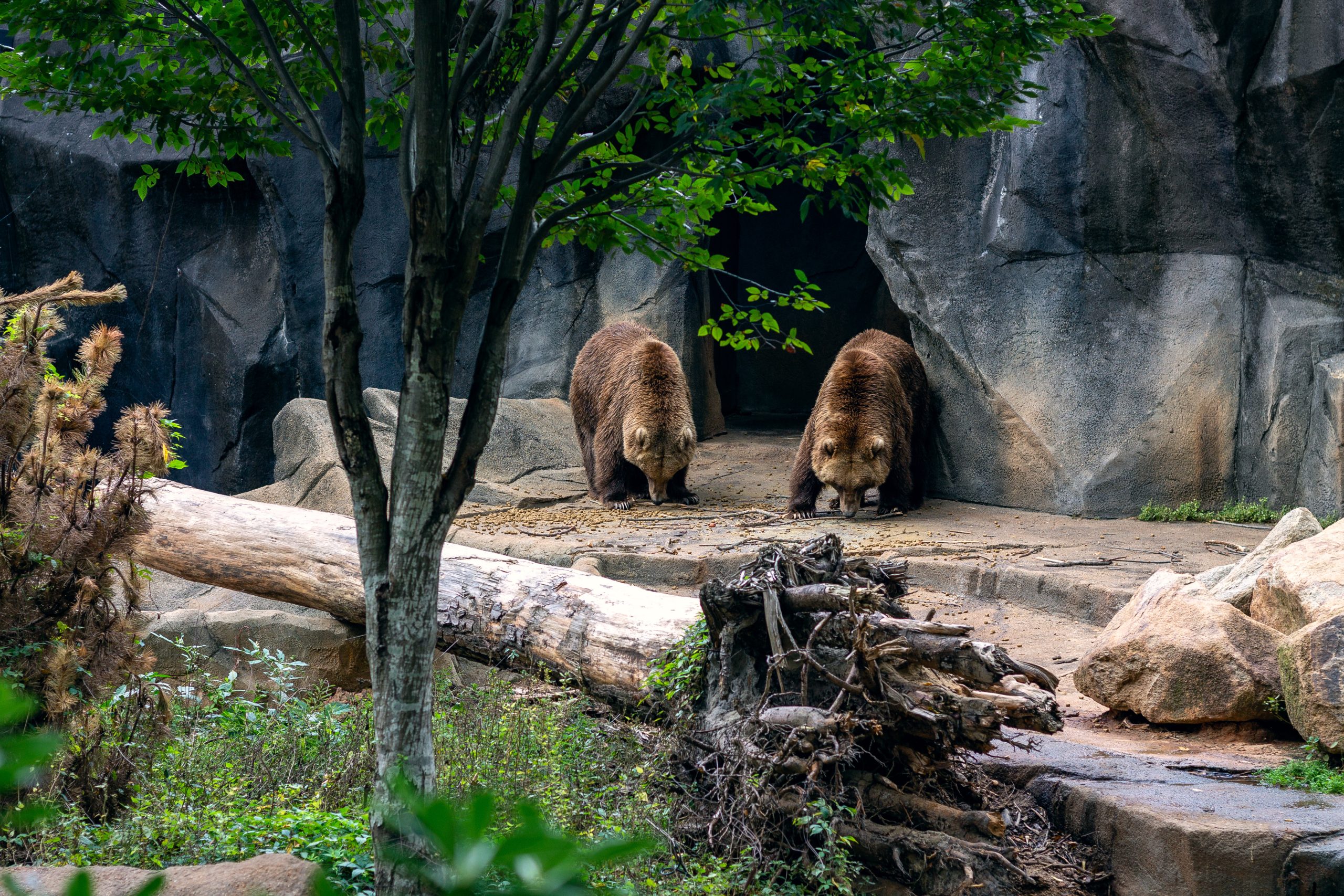 L’hibernation chez les ours : une prouesse biochimique imitée, jamais égalée