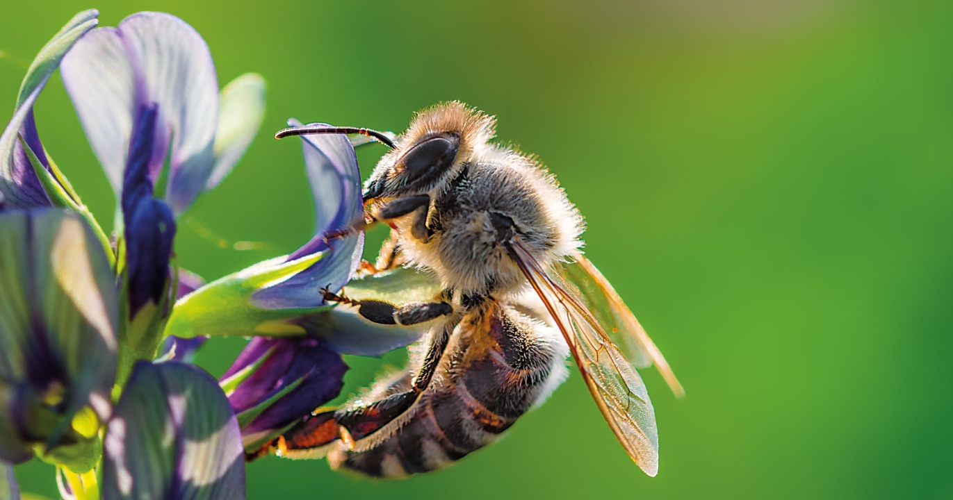 Les abeilles : les super-héros méconnus de la Terre !