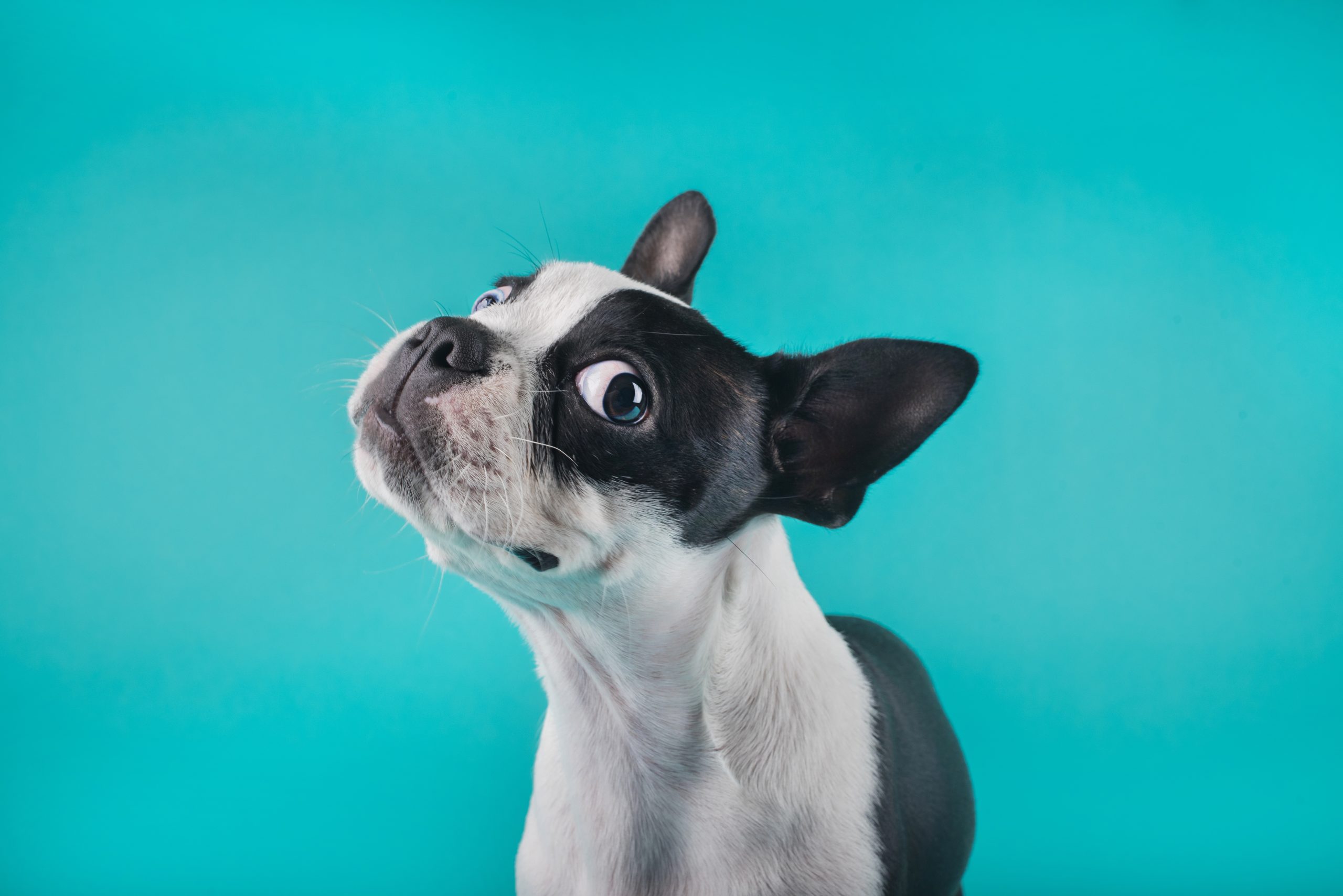 Conclusion – Ouvrez les yeux sur le regard canin