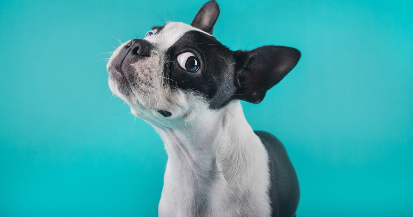 Saviez-vous qu&#039;un mythe affirme que les chiens ne voient qu’en noir et blanc ?