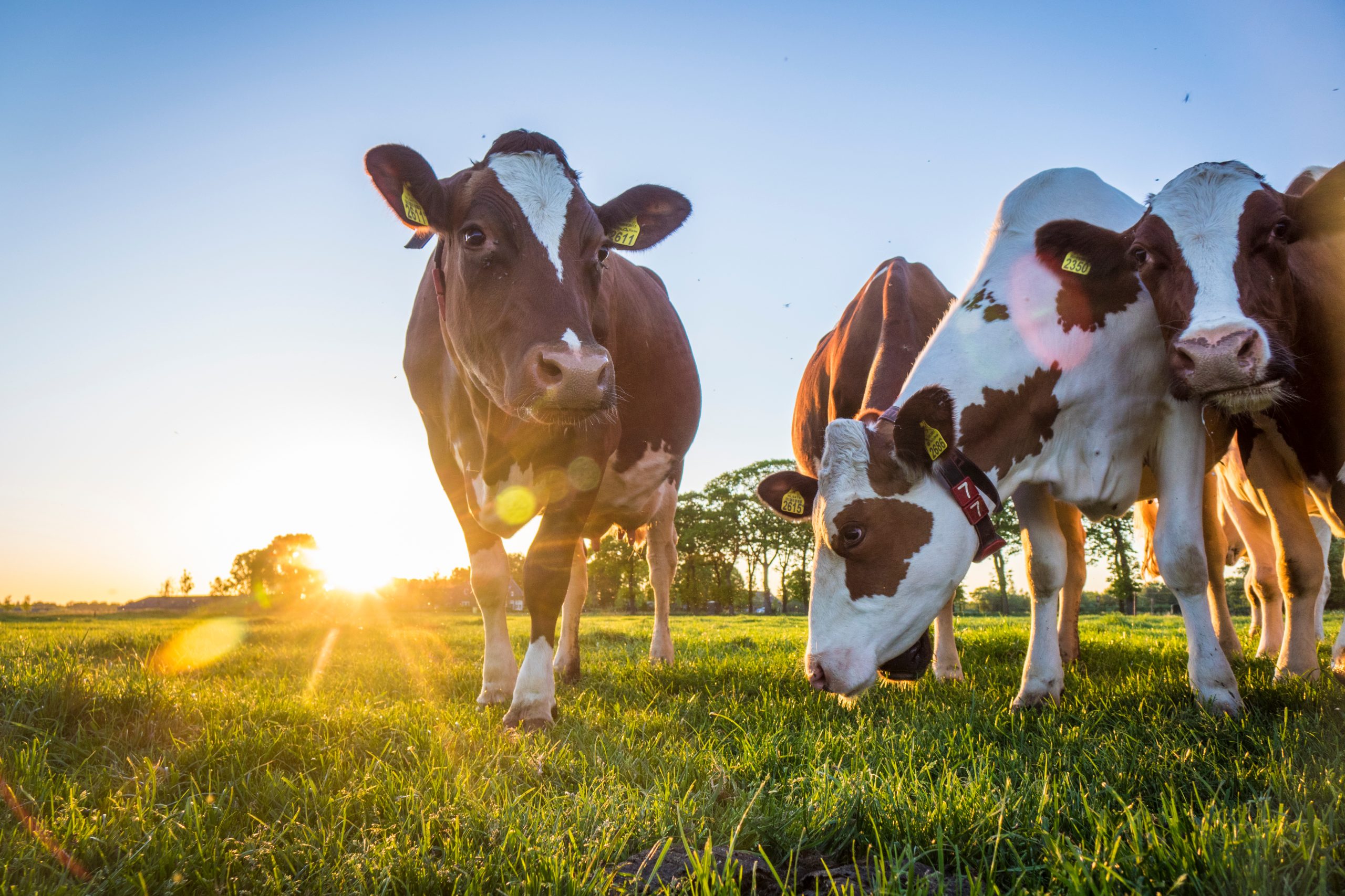 Au-delà de l'amitié : la complexité émotionnelle bovine