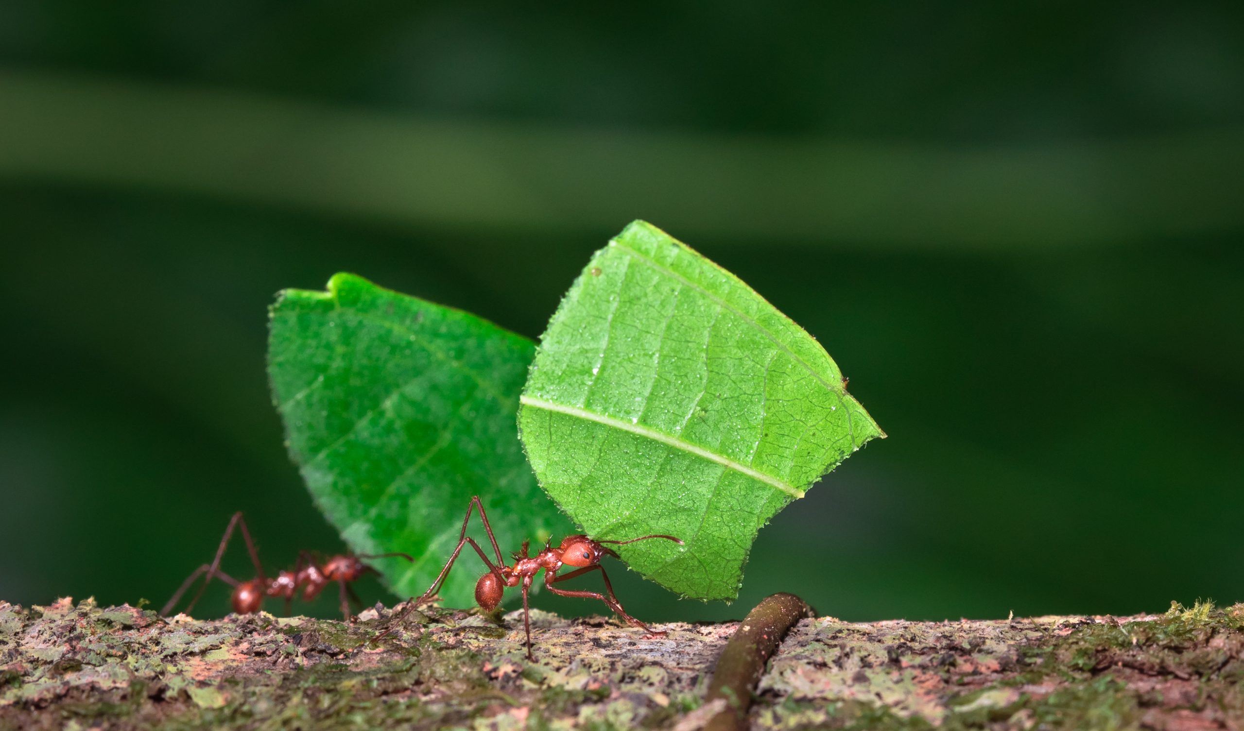 Structures sociales radicales : sommeil, pouvoir et survie