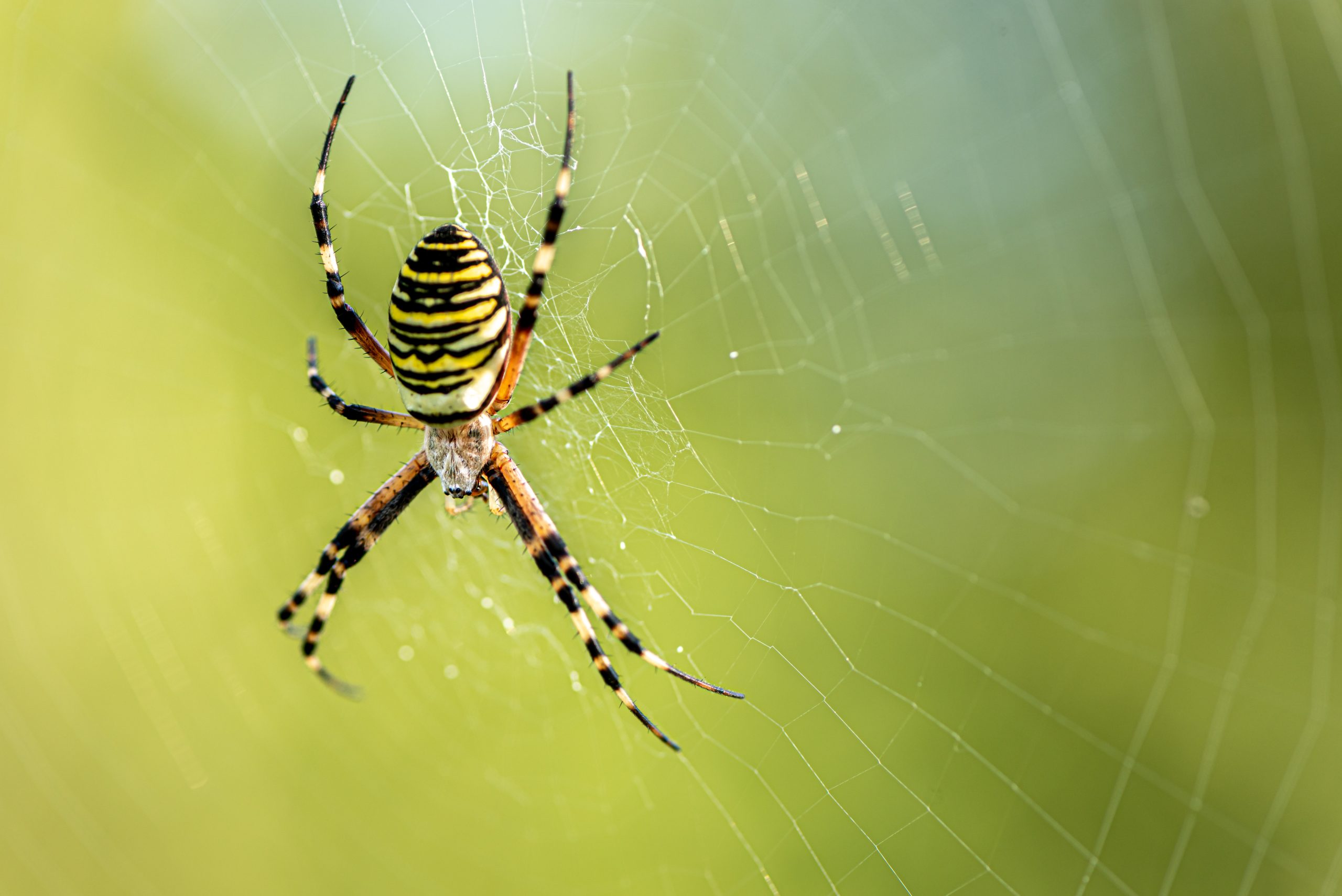 Spiders and humans: an unlikely encounter in the night