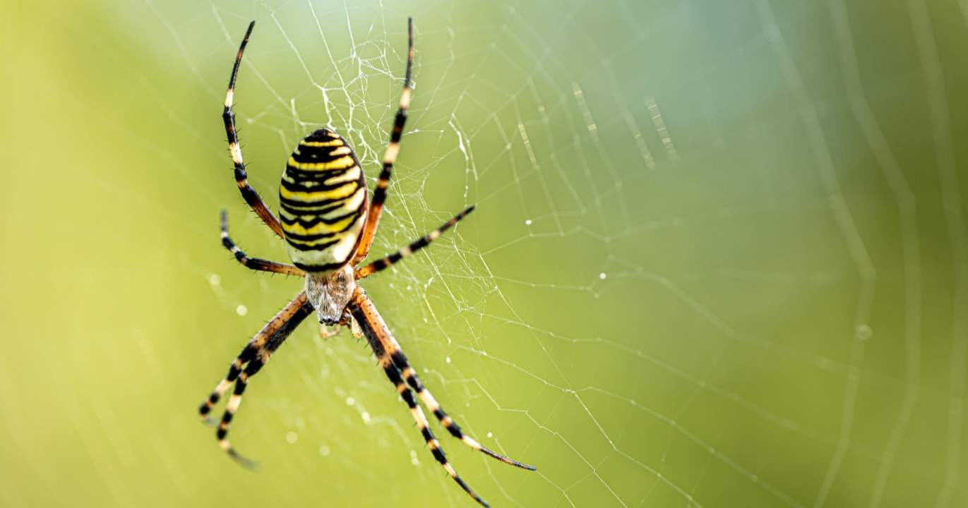 Saviez-vous que le mythe affirme que les êtres humains avalent en moyenne huit araignées par an en dormant ?