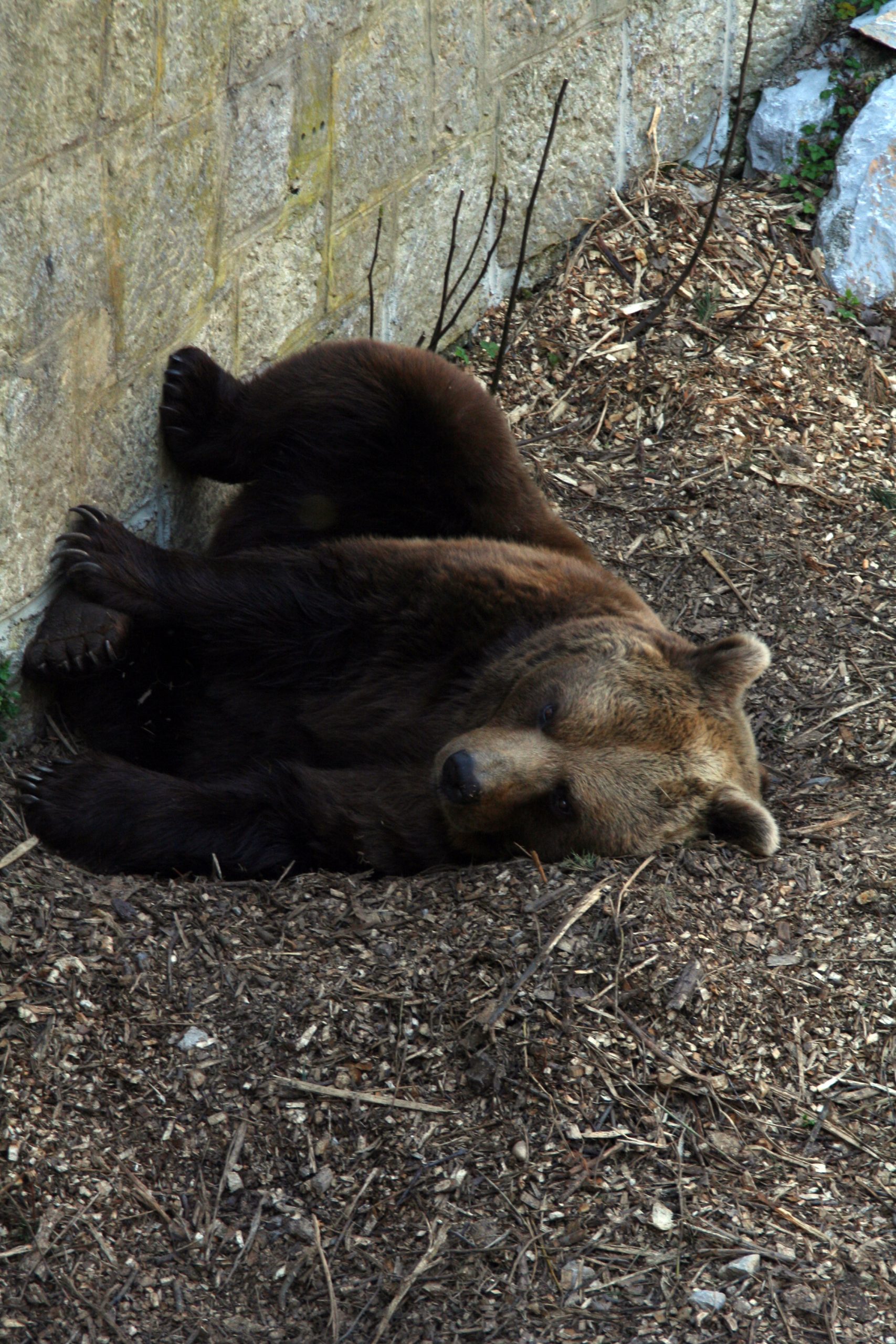 Gros plan sur l’hibernation : mythe, réalité, ou potentiel humain oublié ?
