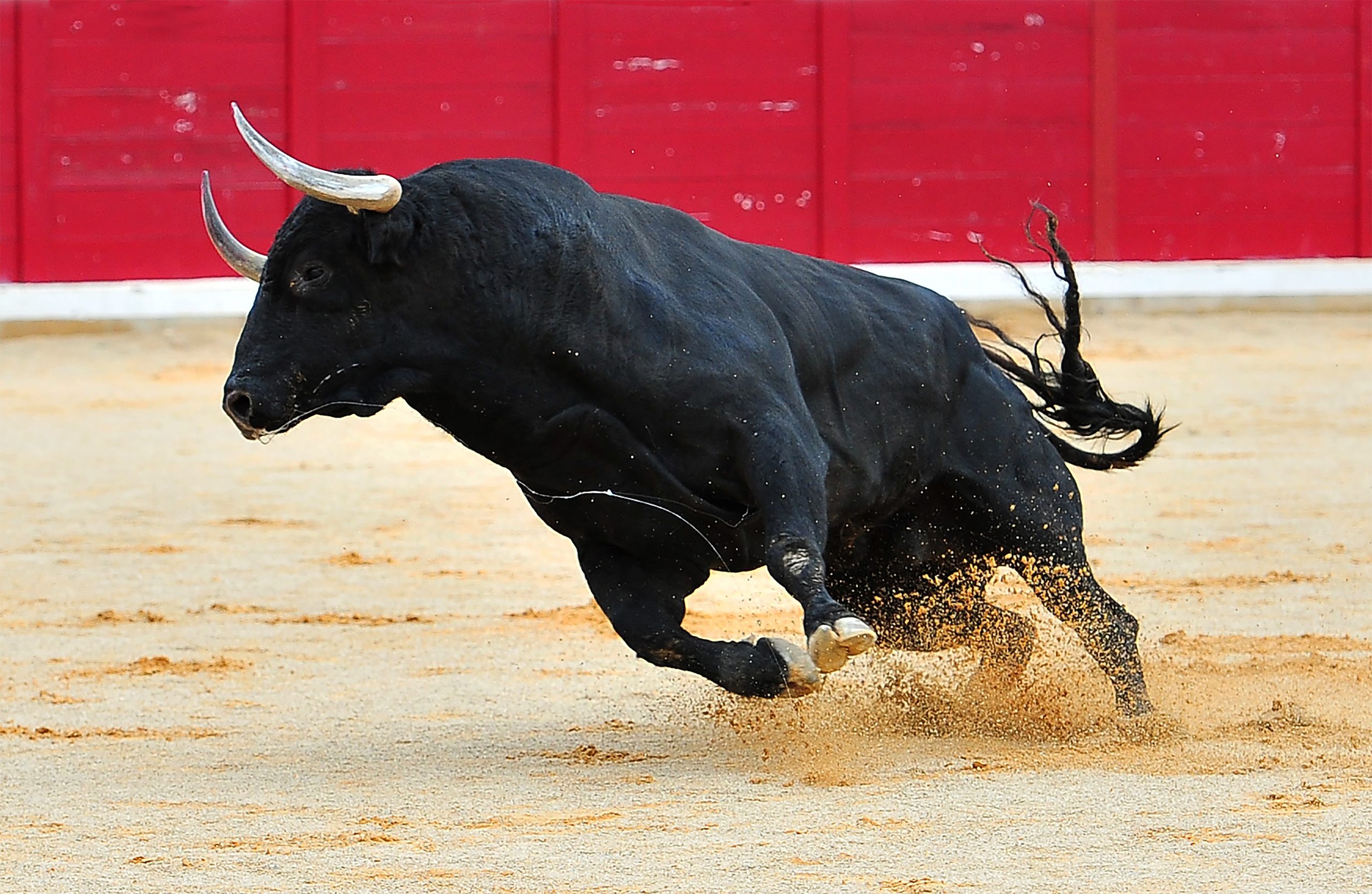 Corrida, tradition ou tromperie ?