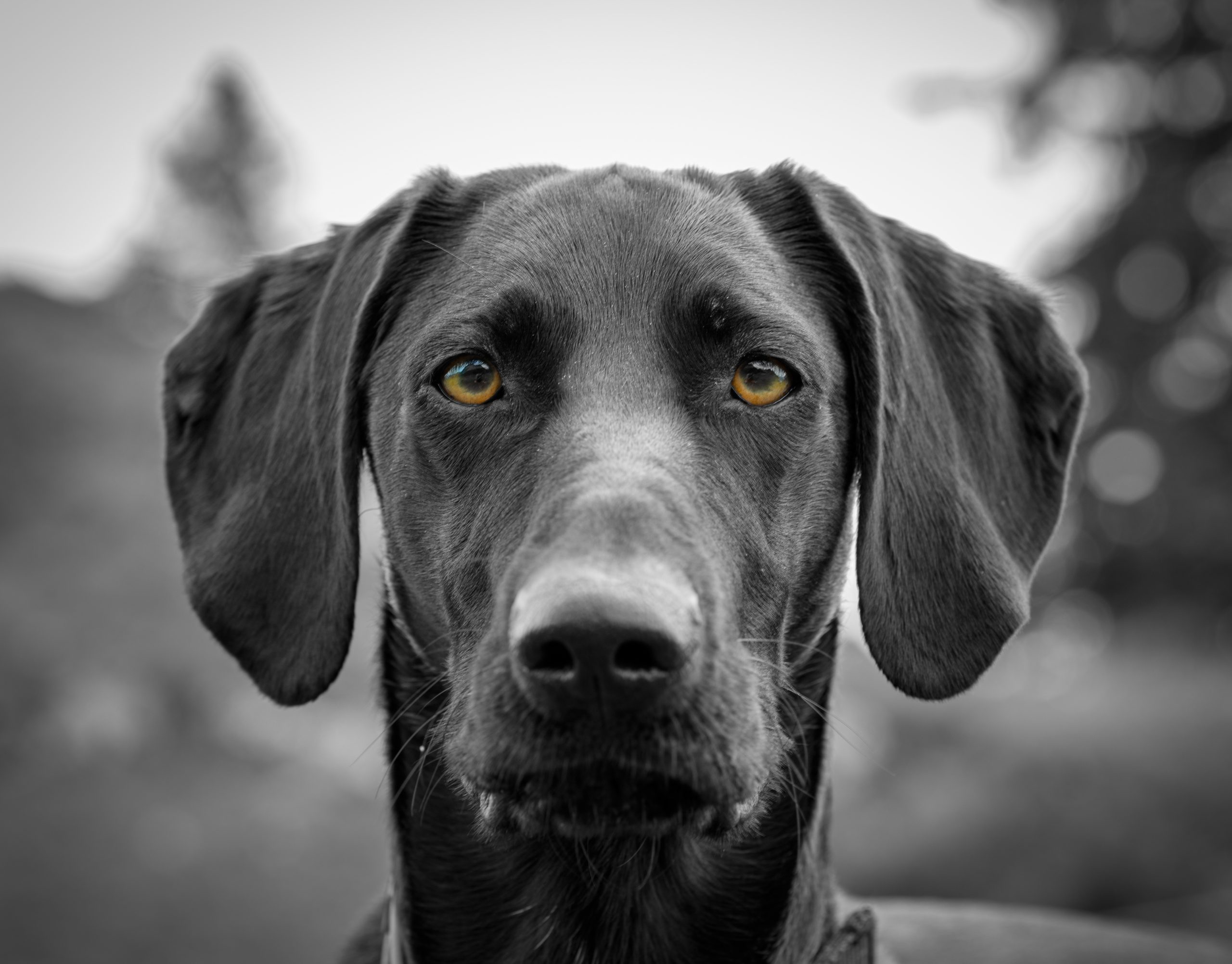 Un arc-en-ciel bicolore : comprendre la palette couleur du chien