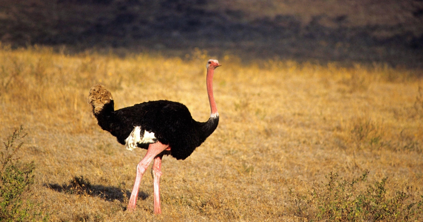 Saviez-vous que le mythe persiste que les autruches enfouissent leur tête dans le sable pour se cacher ?