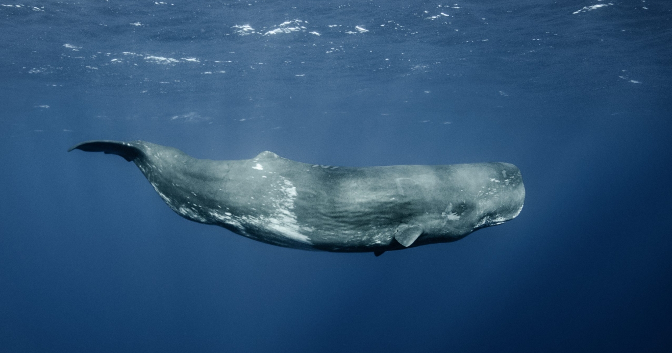 Saviez-vous que les cachalots dorment debout ?