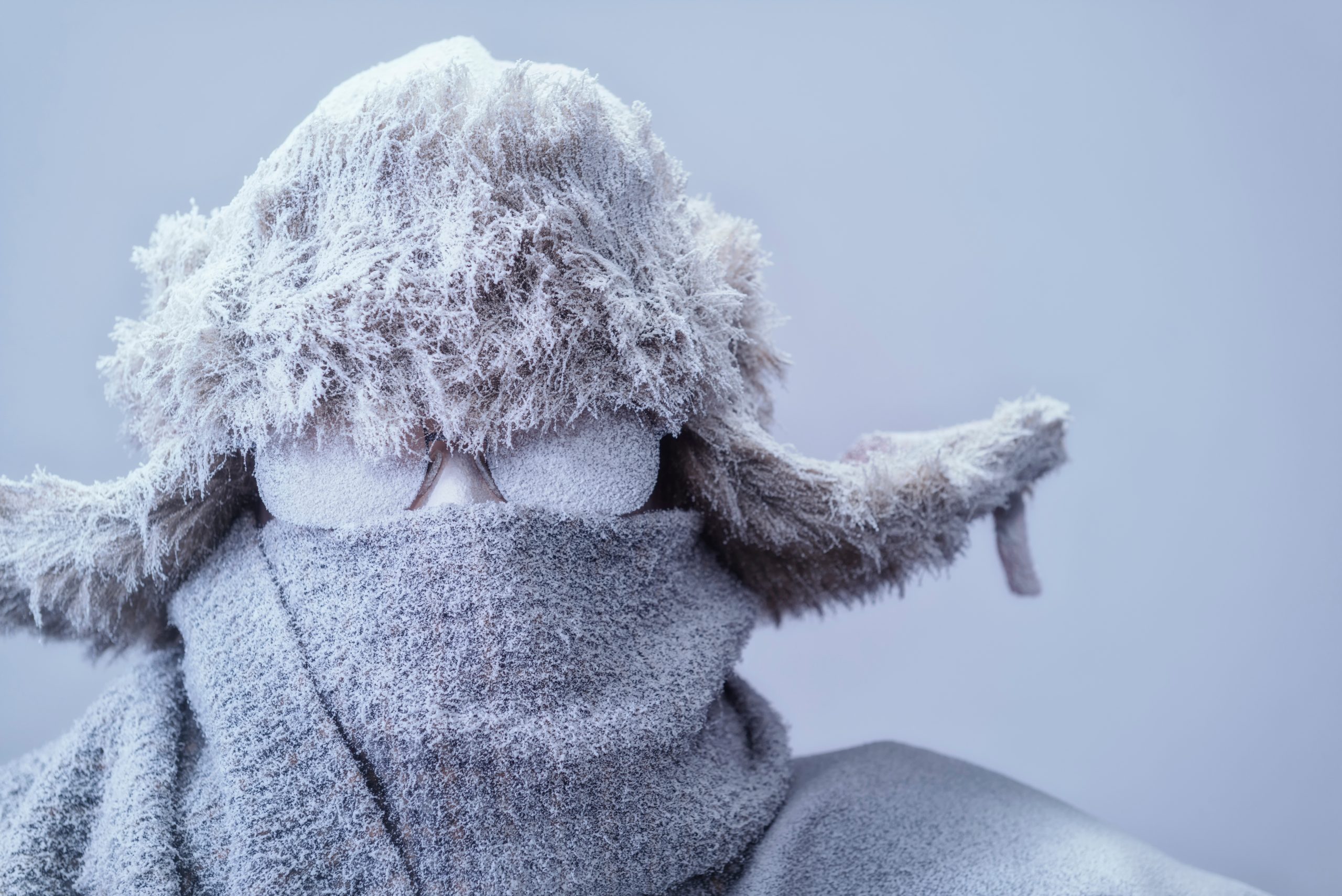 Composition et fonctionnement : le cerveau, un radiateur particulier ?