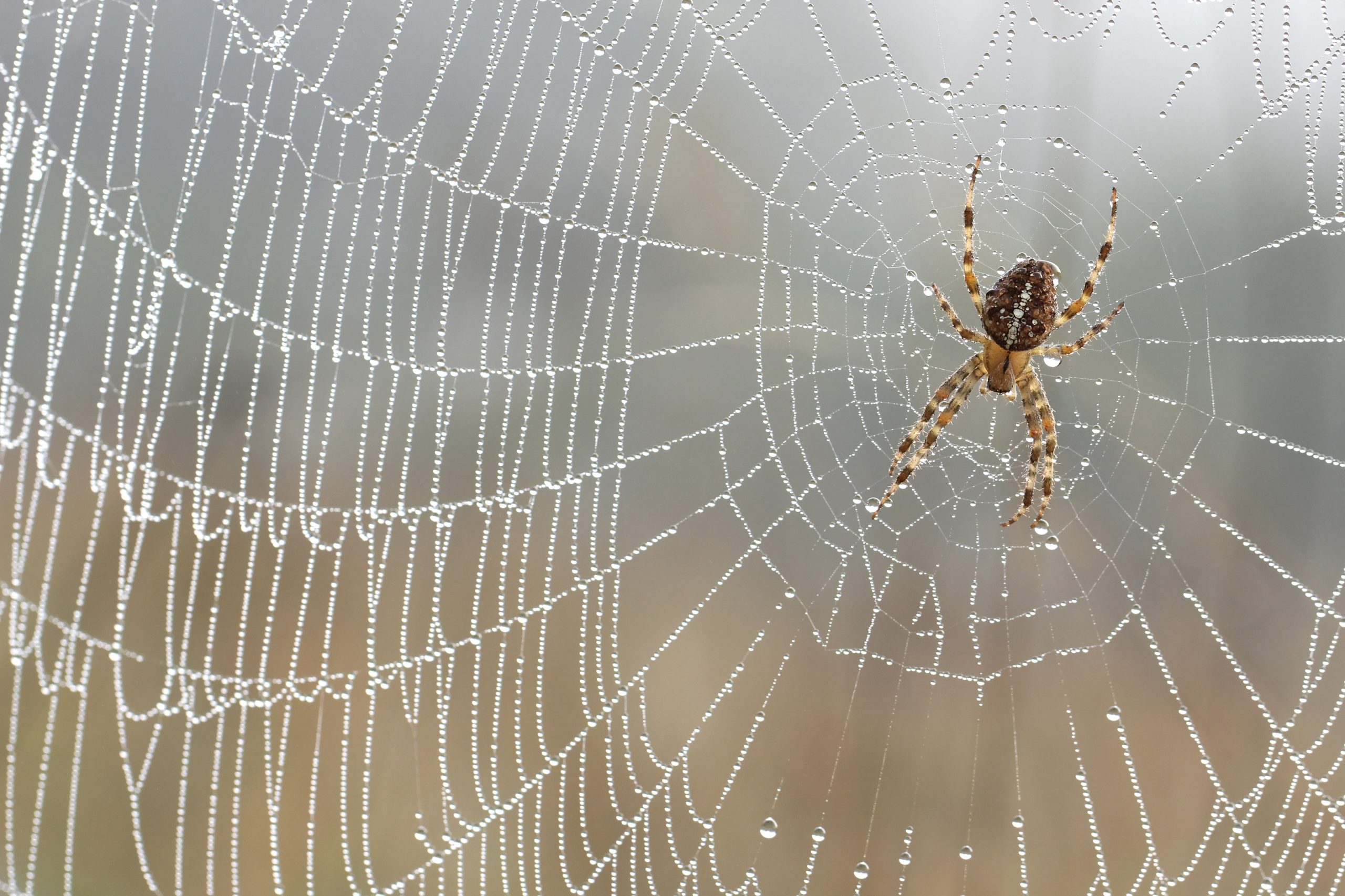 Les implications scientifiques : plus qu’un simple mythe