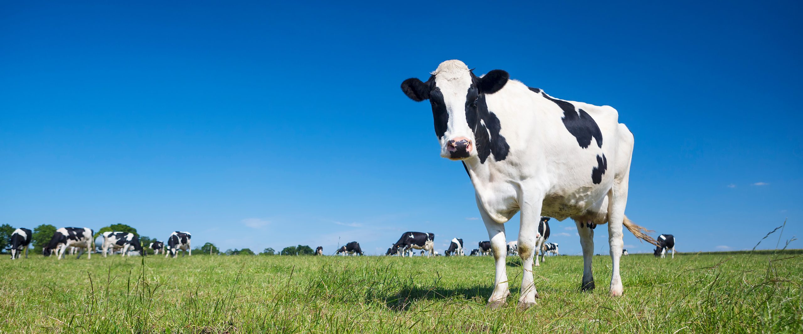 Conclusion : redécouvrir nos compagnons de ferme