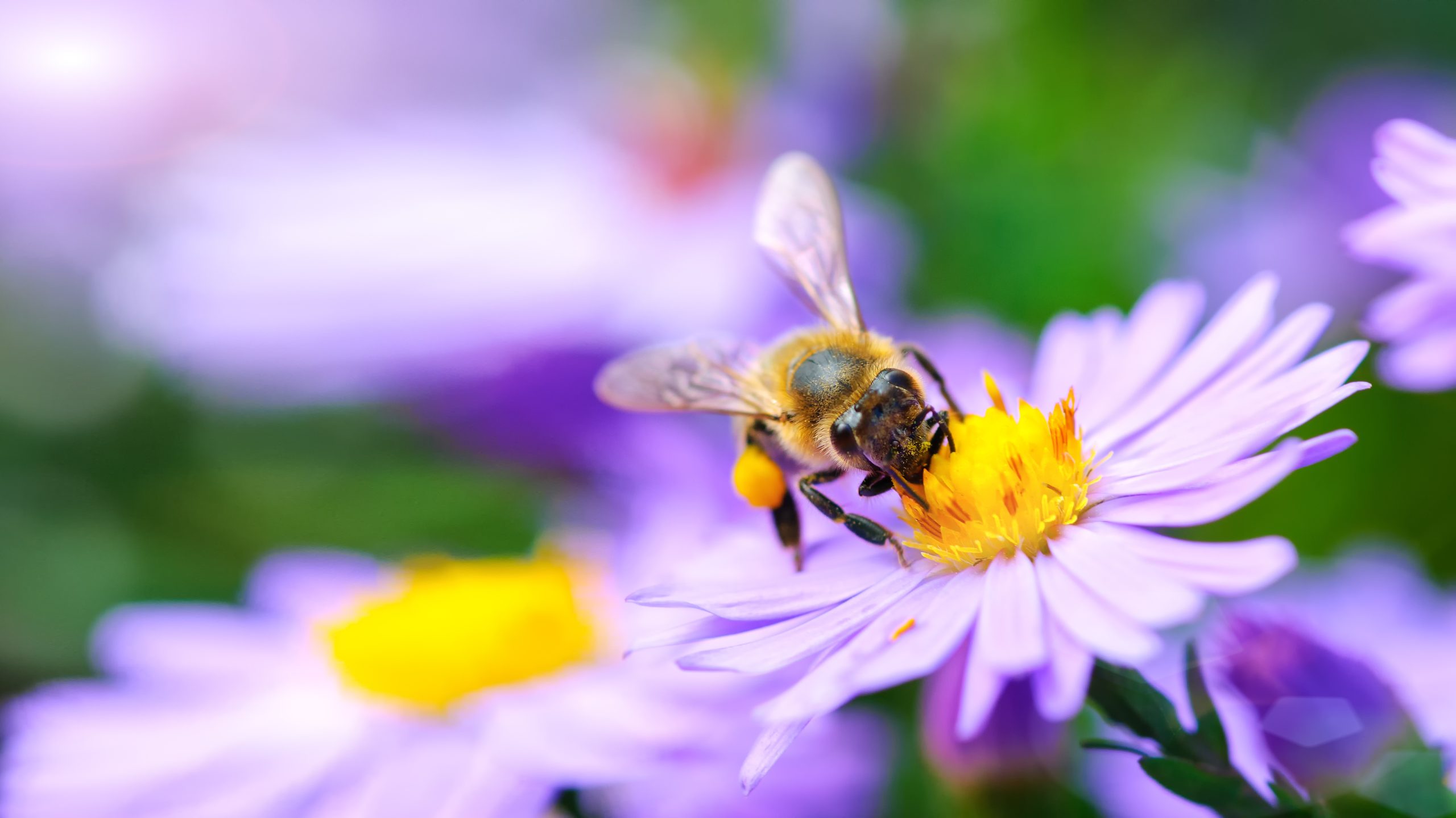 Les conséquences d’un monde sans abeilles
