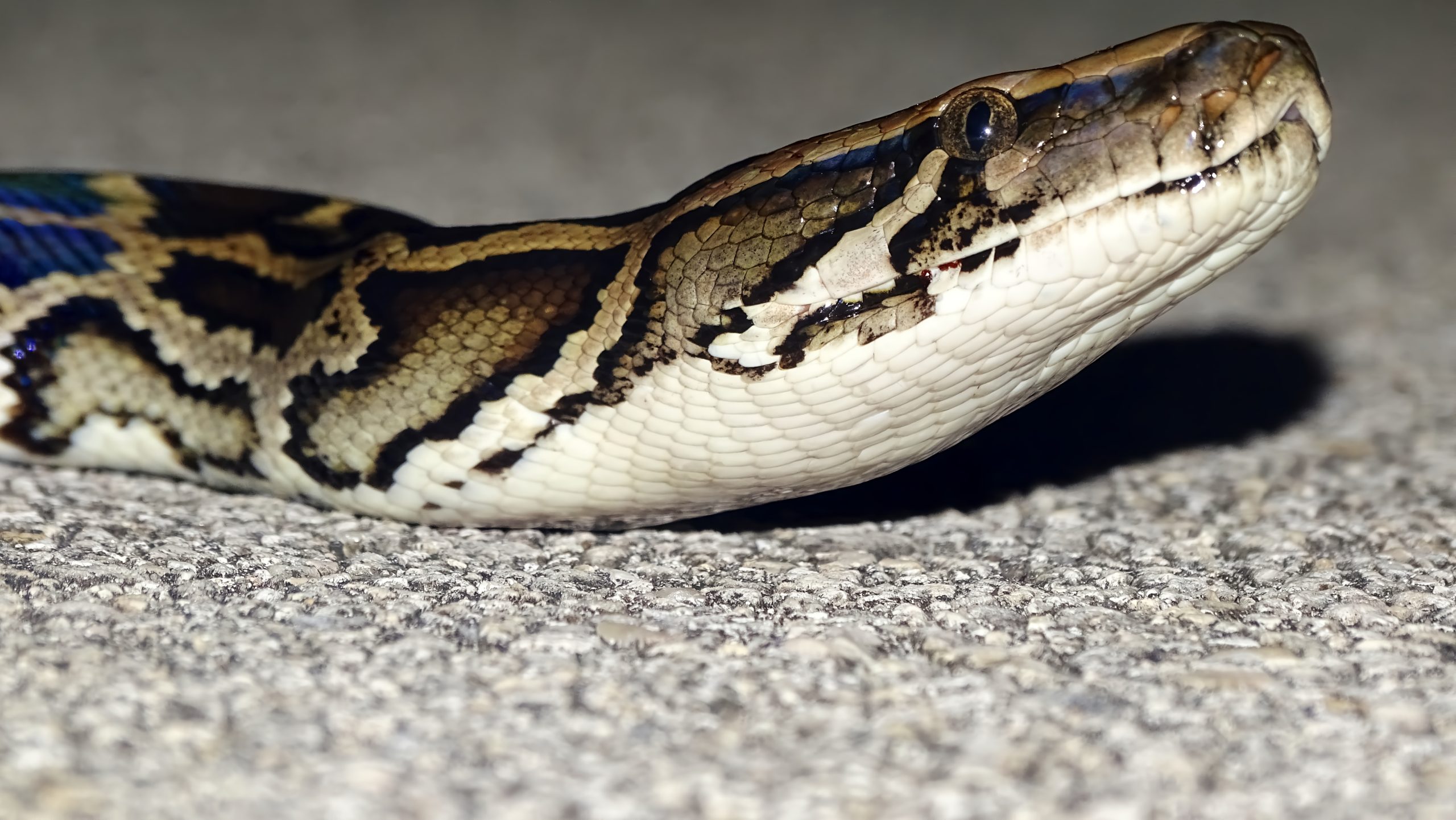 Un avenir incertain pour les Everglades