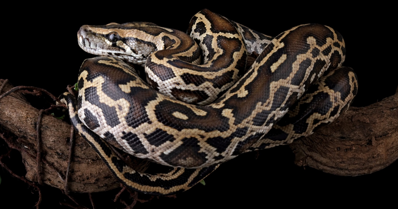 La Floride déploie des lapins en peluche robotisés pour éradiquer les pythons invasifs