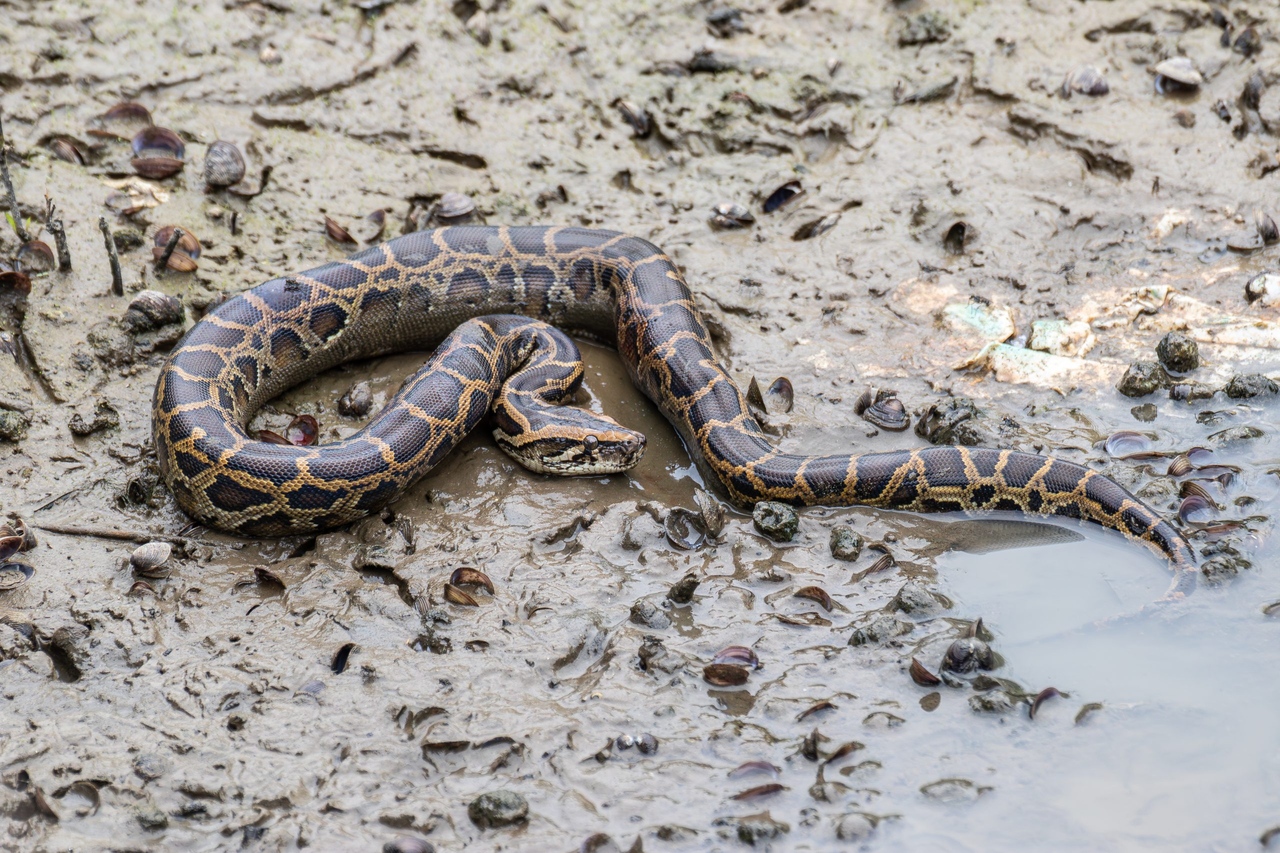 Les pythons birmans : un fléau invisible et mortel