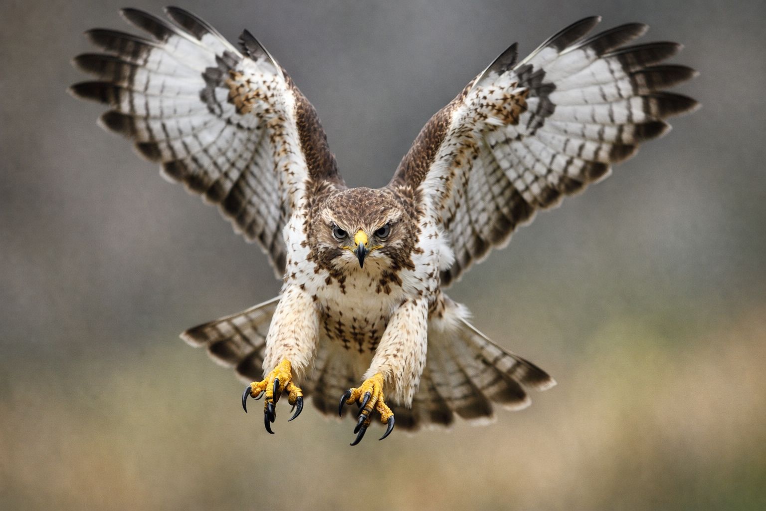 Cet oiseau si commun perd peu à peu ses couleurs uniques