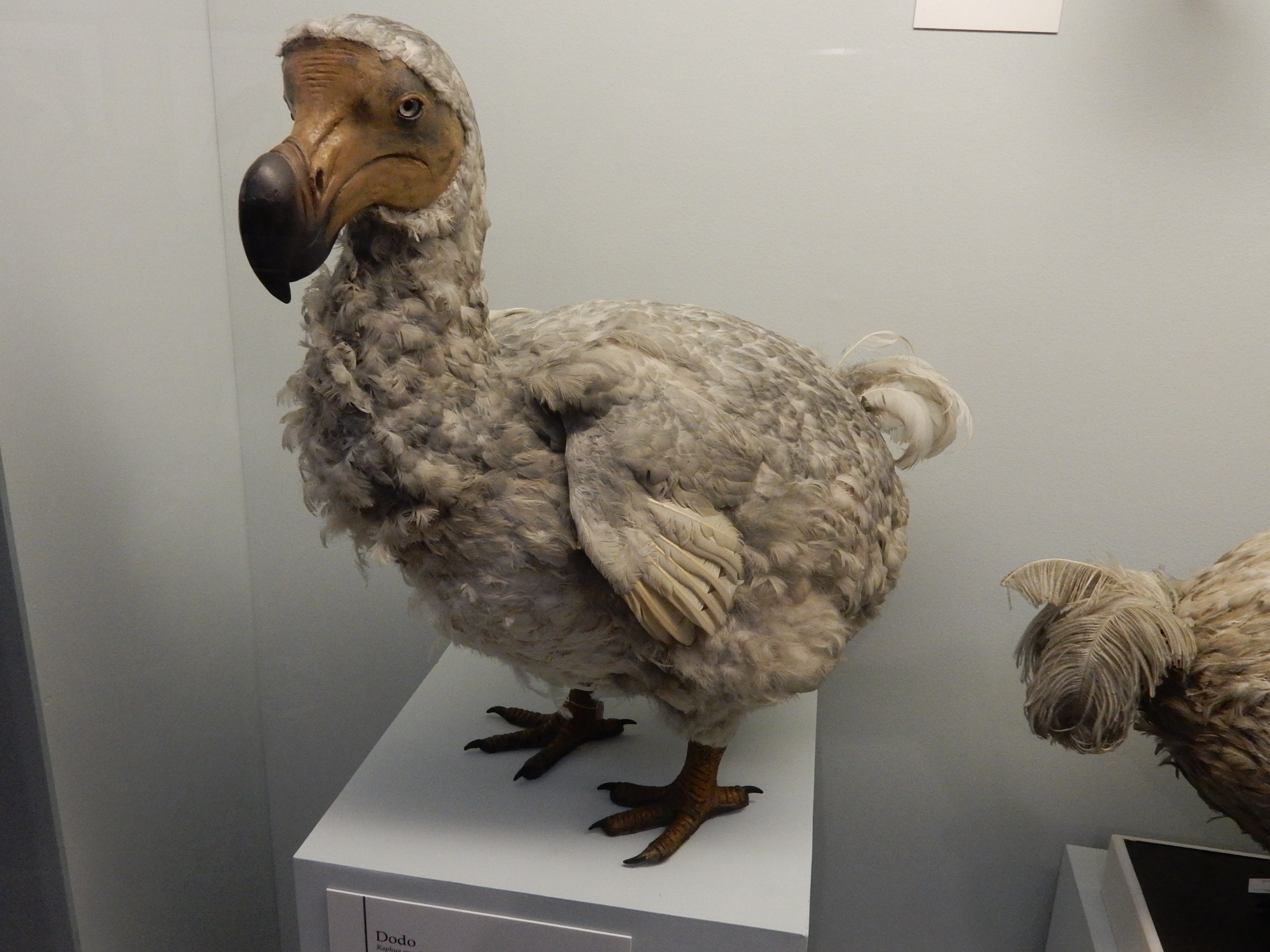 La véritable histoire du dodo : pourquoi l'oiseau a-t-il réellement disparu de la surface du globe ?