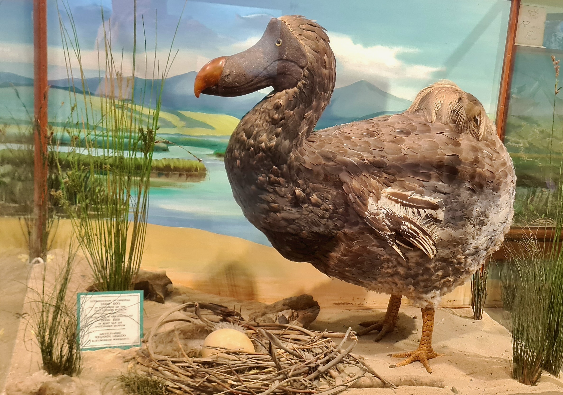 Dodo (Raphus cucullatus), model with egg.jpg