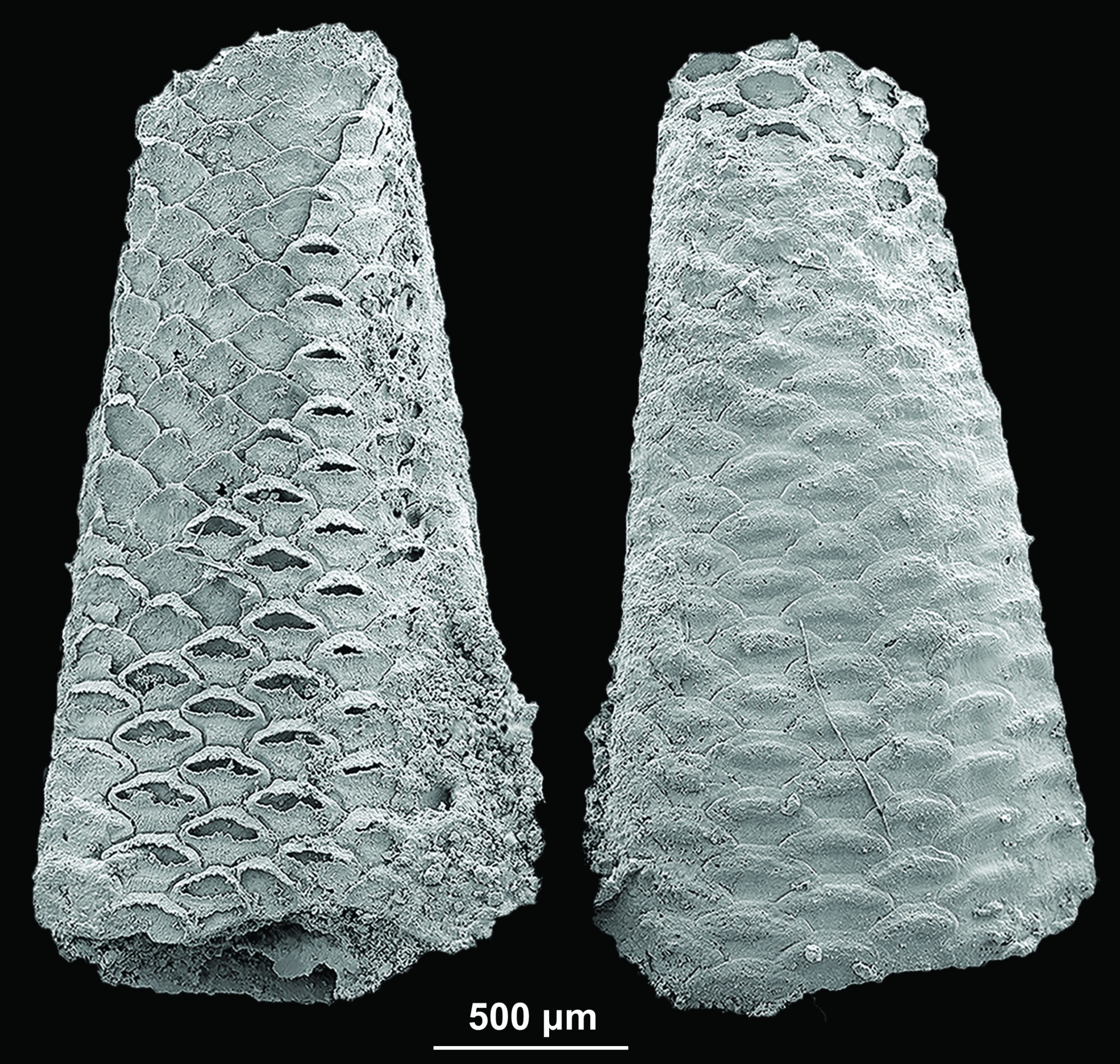 Des fossiles extraordinaires résolvent un mystère vieux de 500 millions d’années : les bryozoaires étaient présents dès l’aube de la vie animale