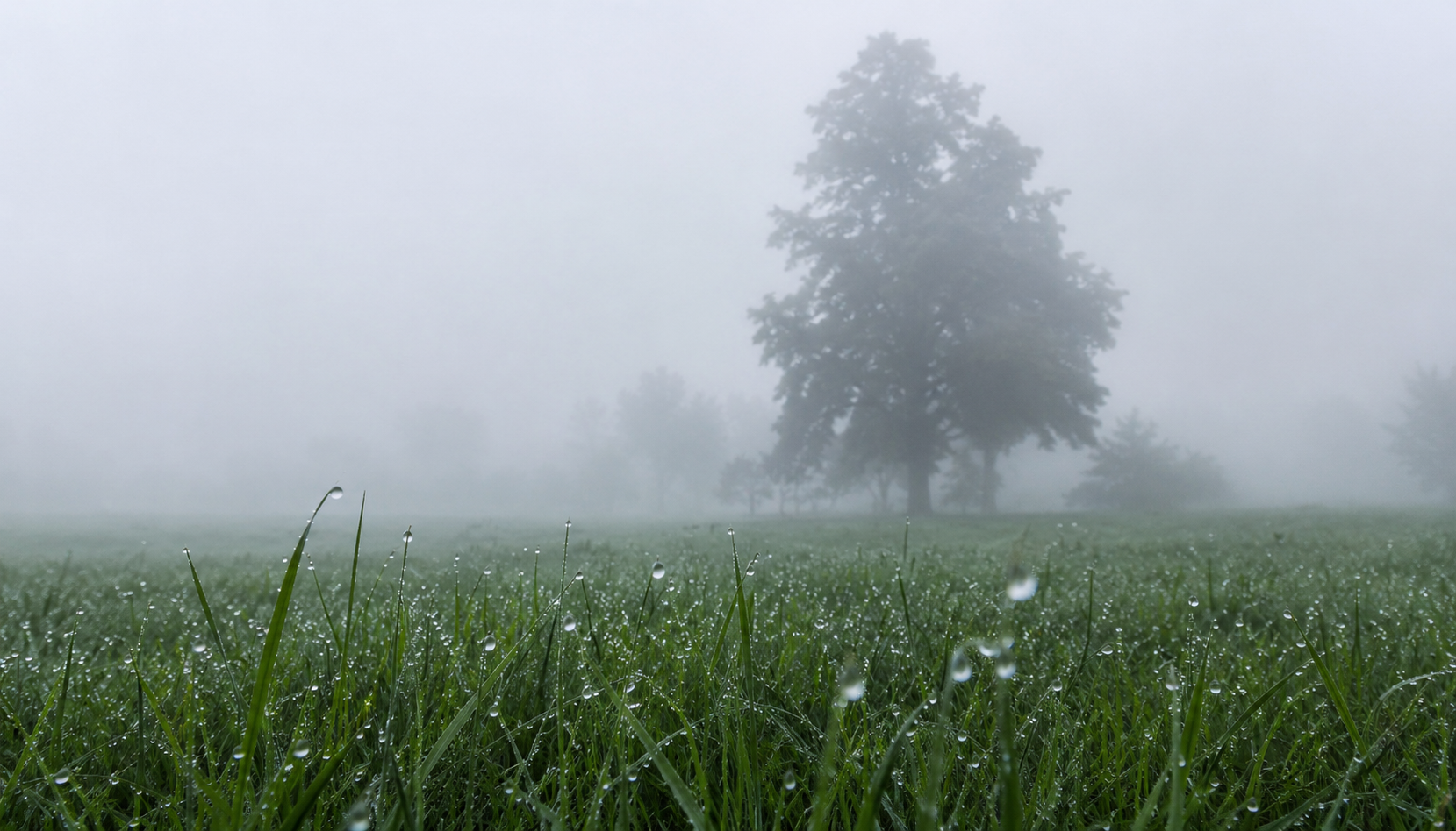 Quelque chose vit dans le brouillard : des scientifiques découvrent des écosystèmes uniques dans ce phénomène mystérieux