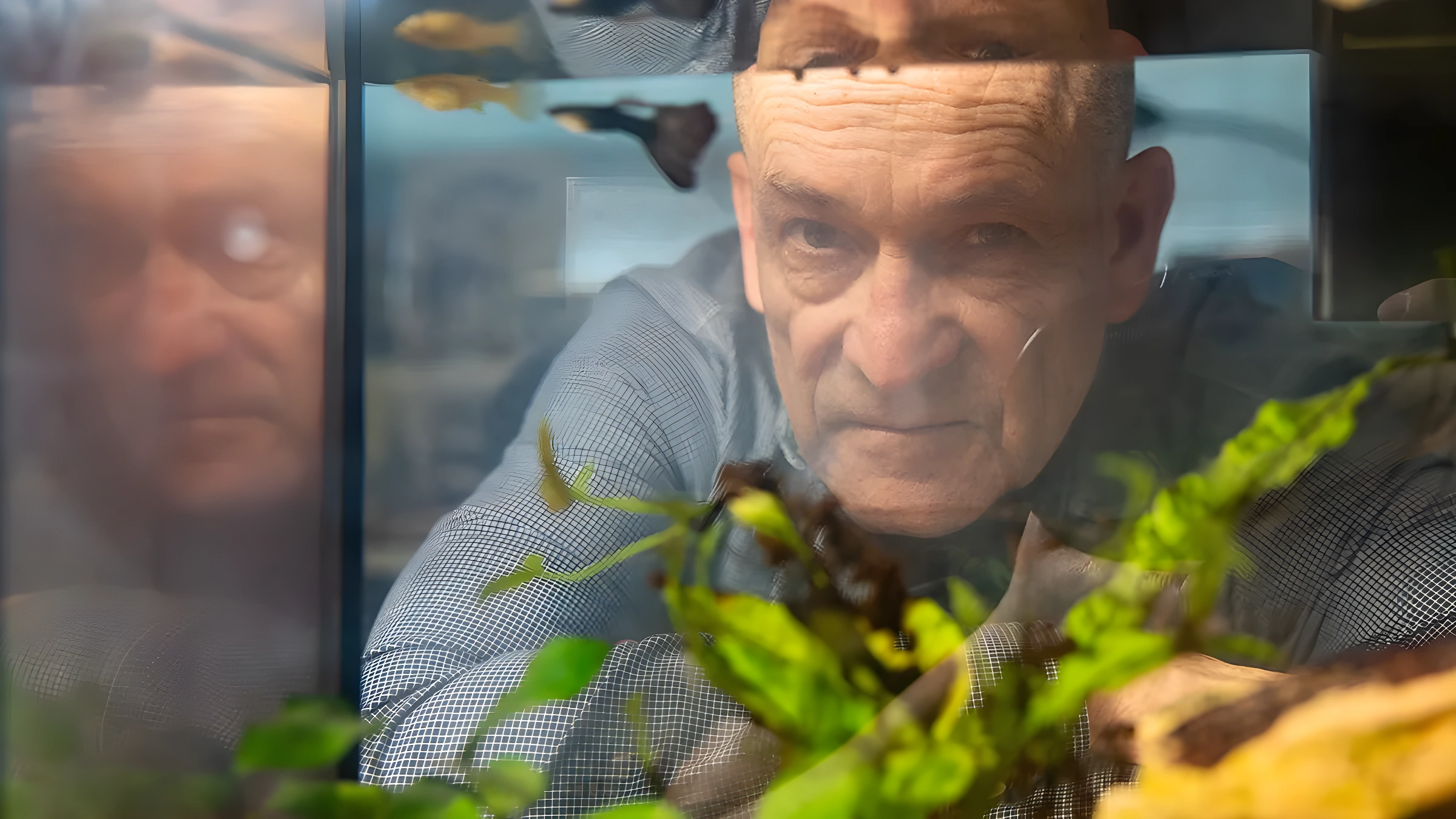 Ces poissons entièrement femelles auraient dû disparaître il y a des millénaires, mais la génétique en a décidé autrement