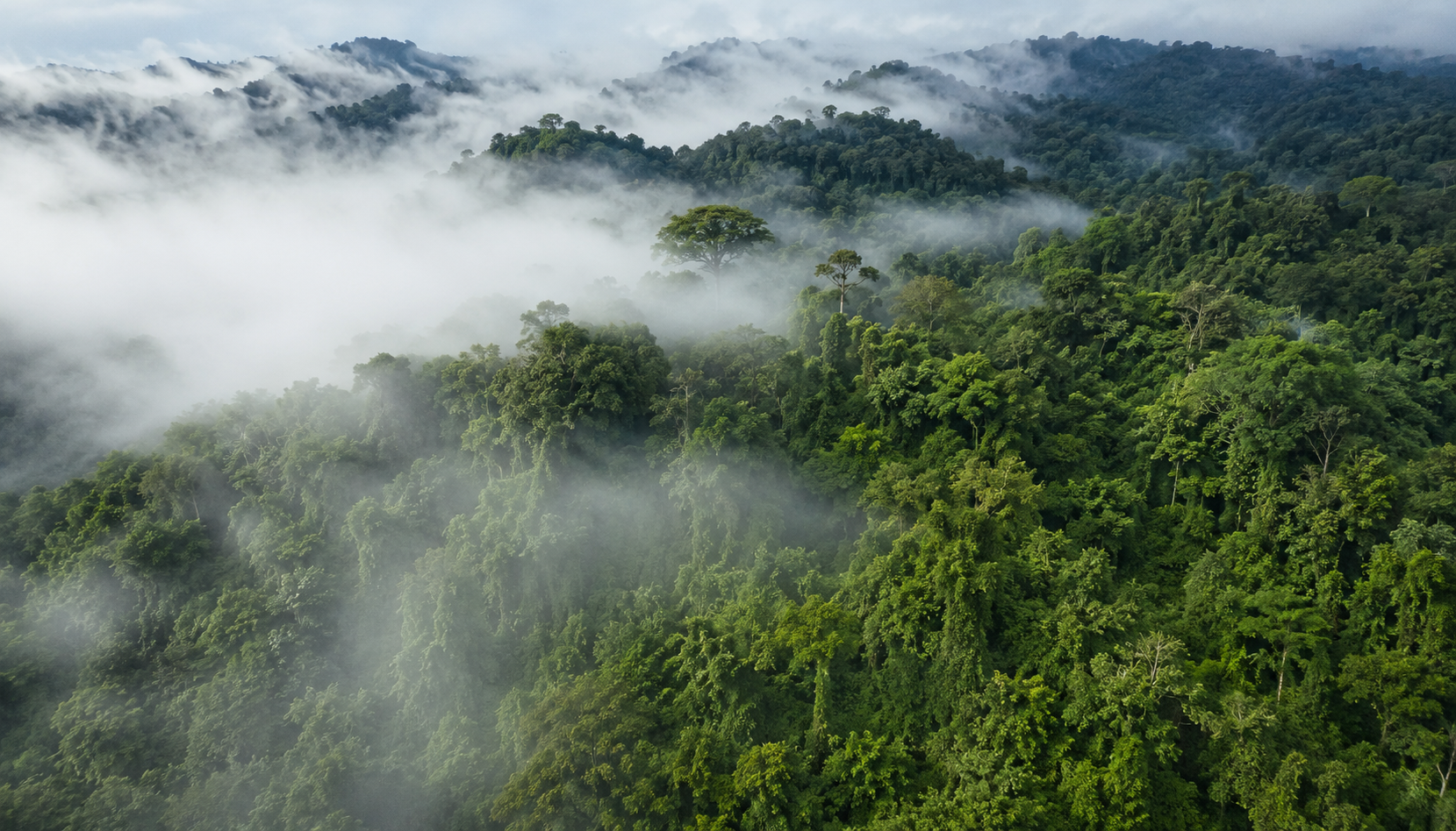 Le Costa Rica a rémunéré les propriétaires pour restaurer les forêts et la biodiversité : les bioacoustiques confirment le succès