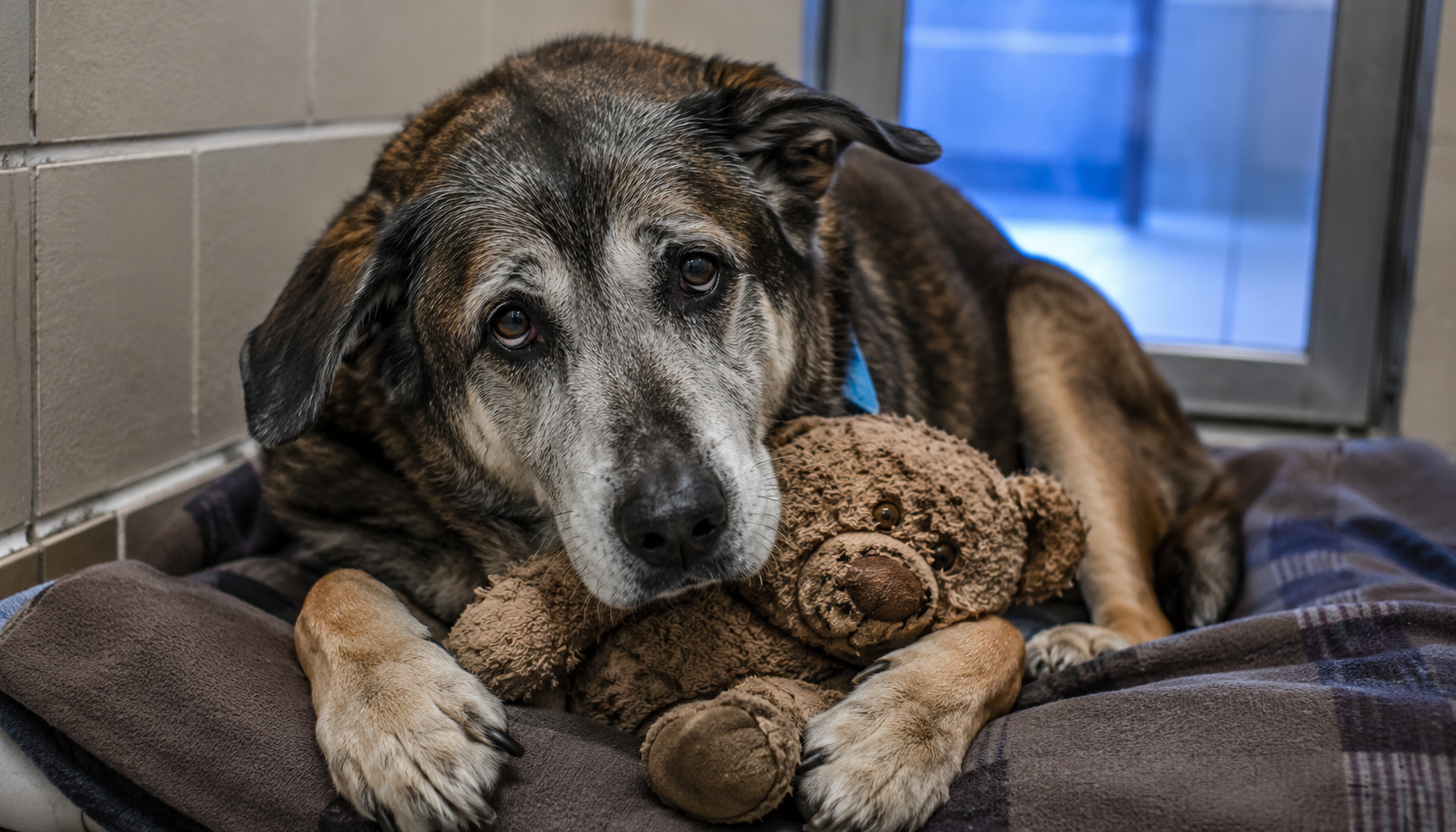 Un chien refusait de lâcher son ours en peluche au refuge : le bouleversant secret dissimulé à l'intérieur